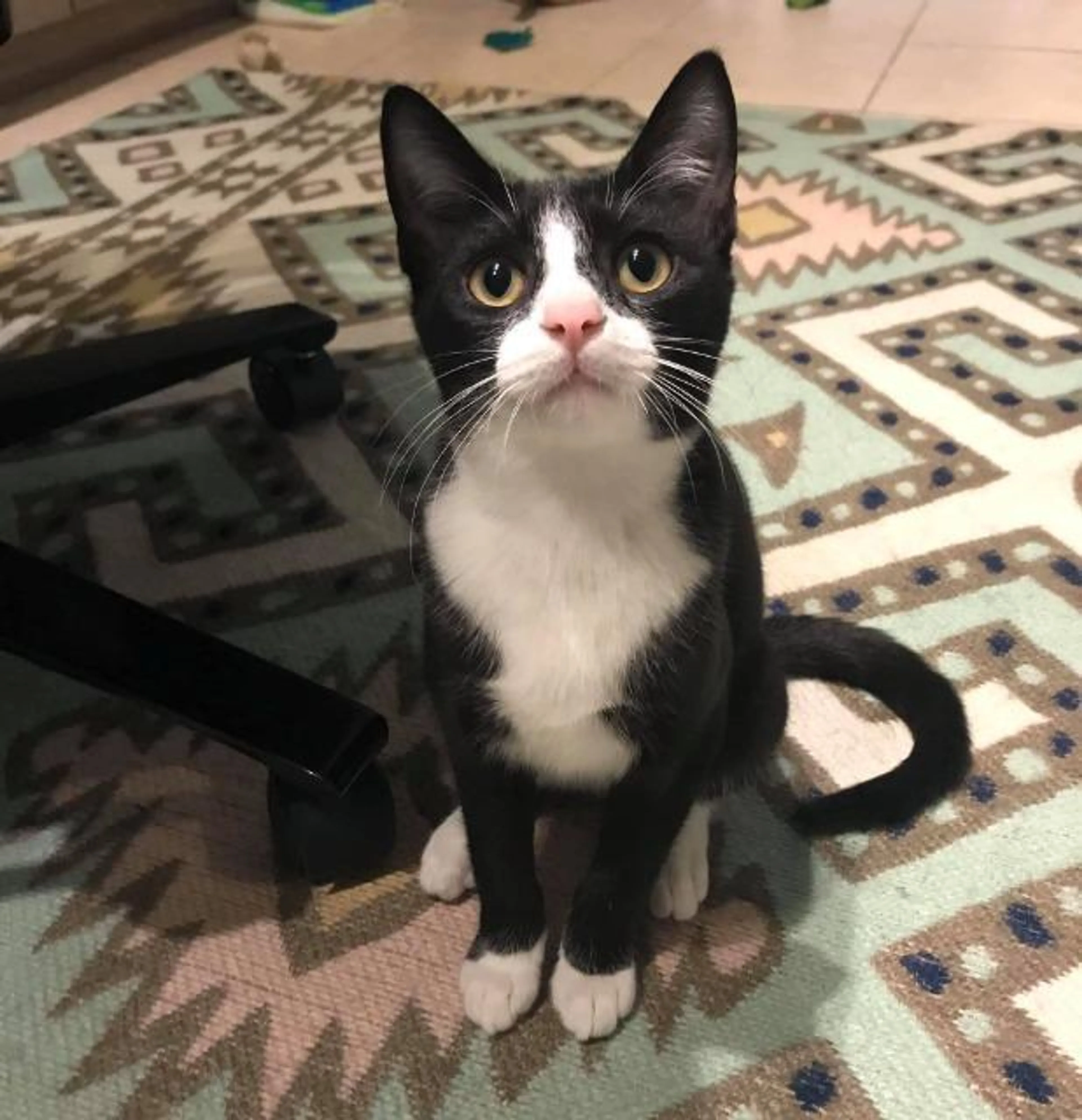 Found pet-0
