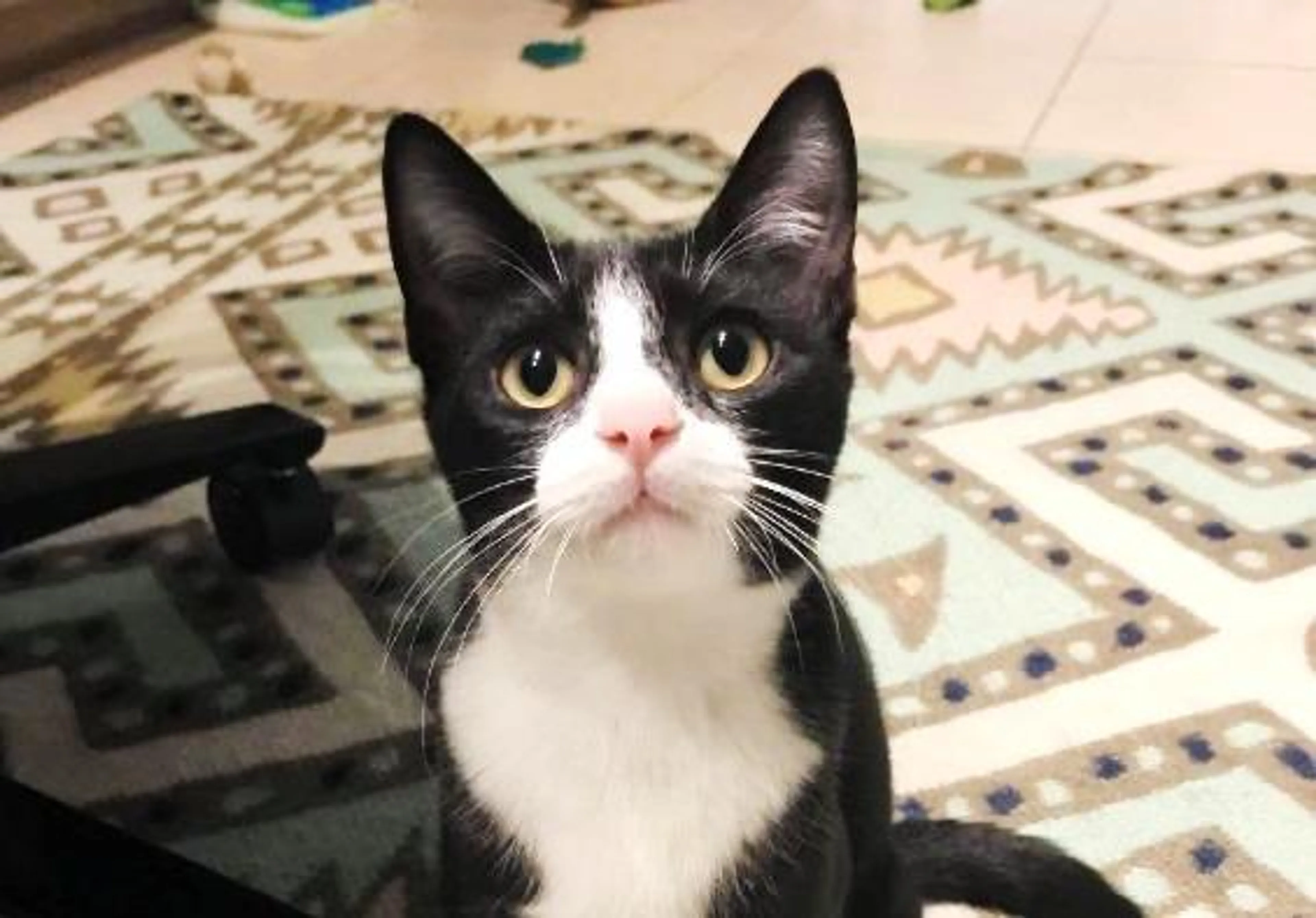 Found pet-1