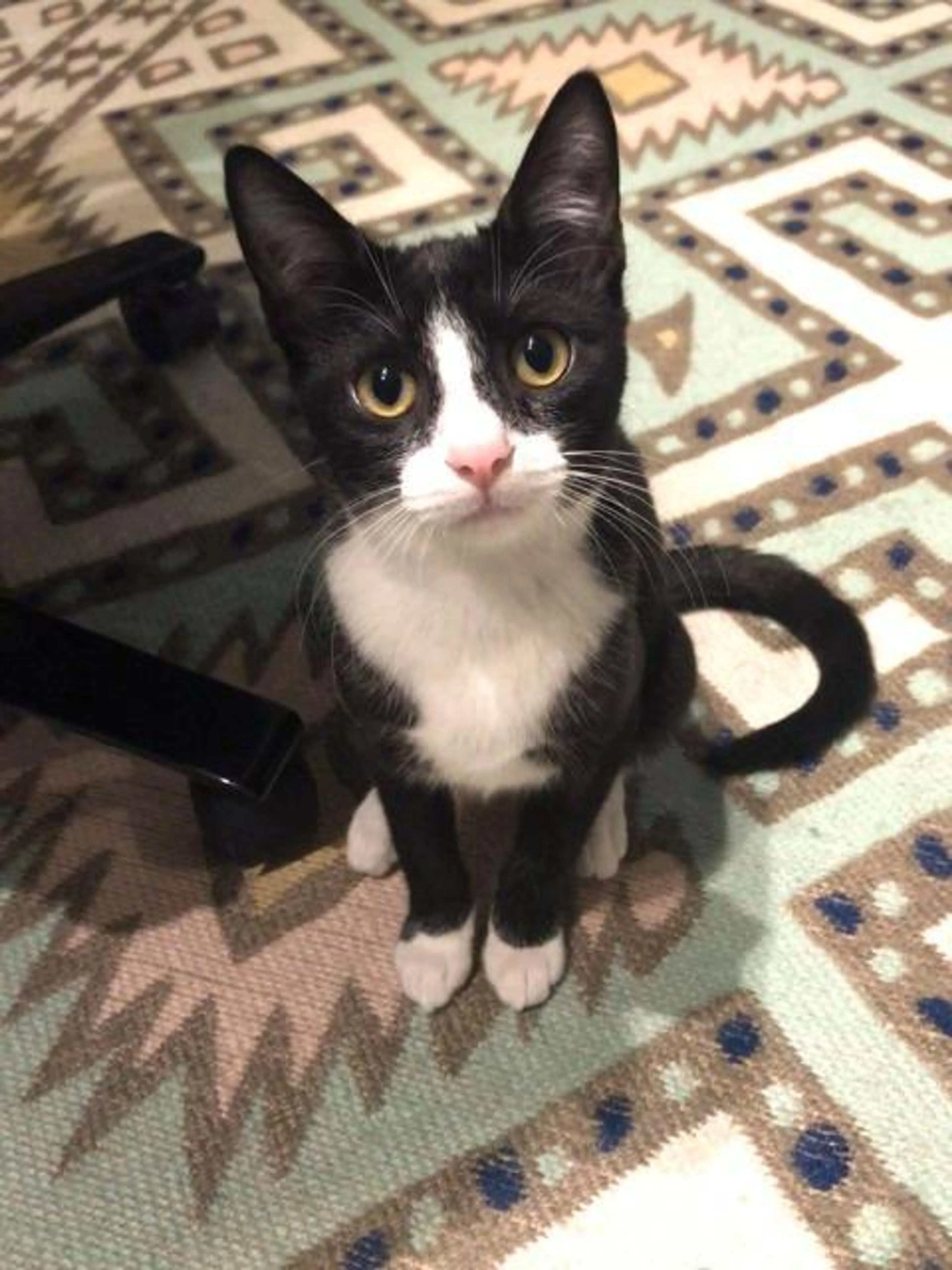 Found pet-2