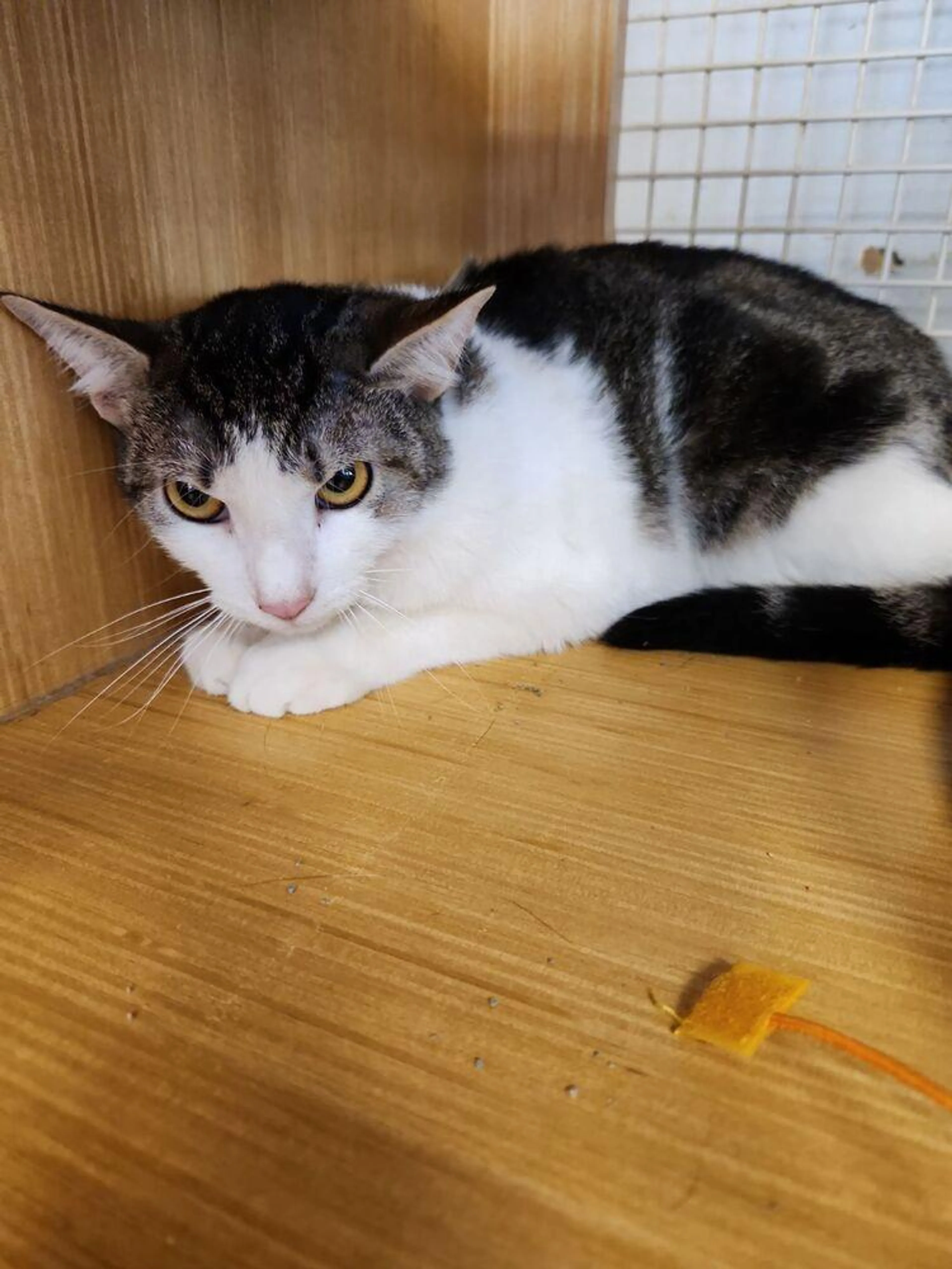 Found pet-4