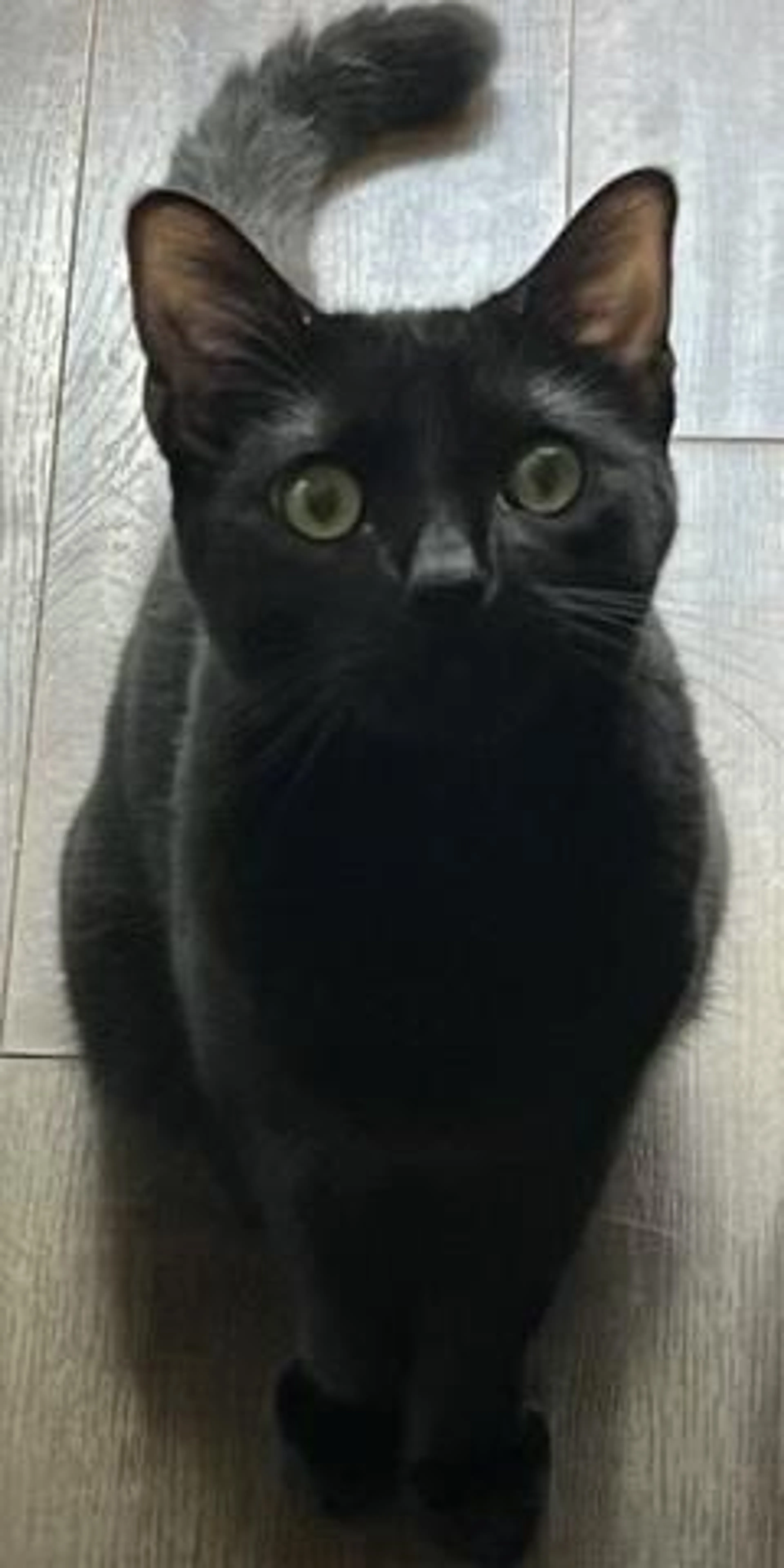 Found pet-0