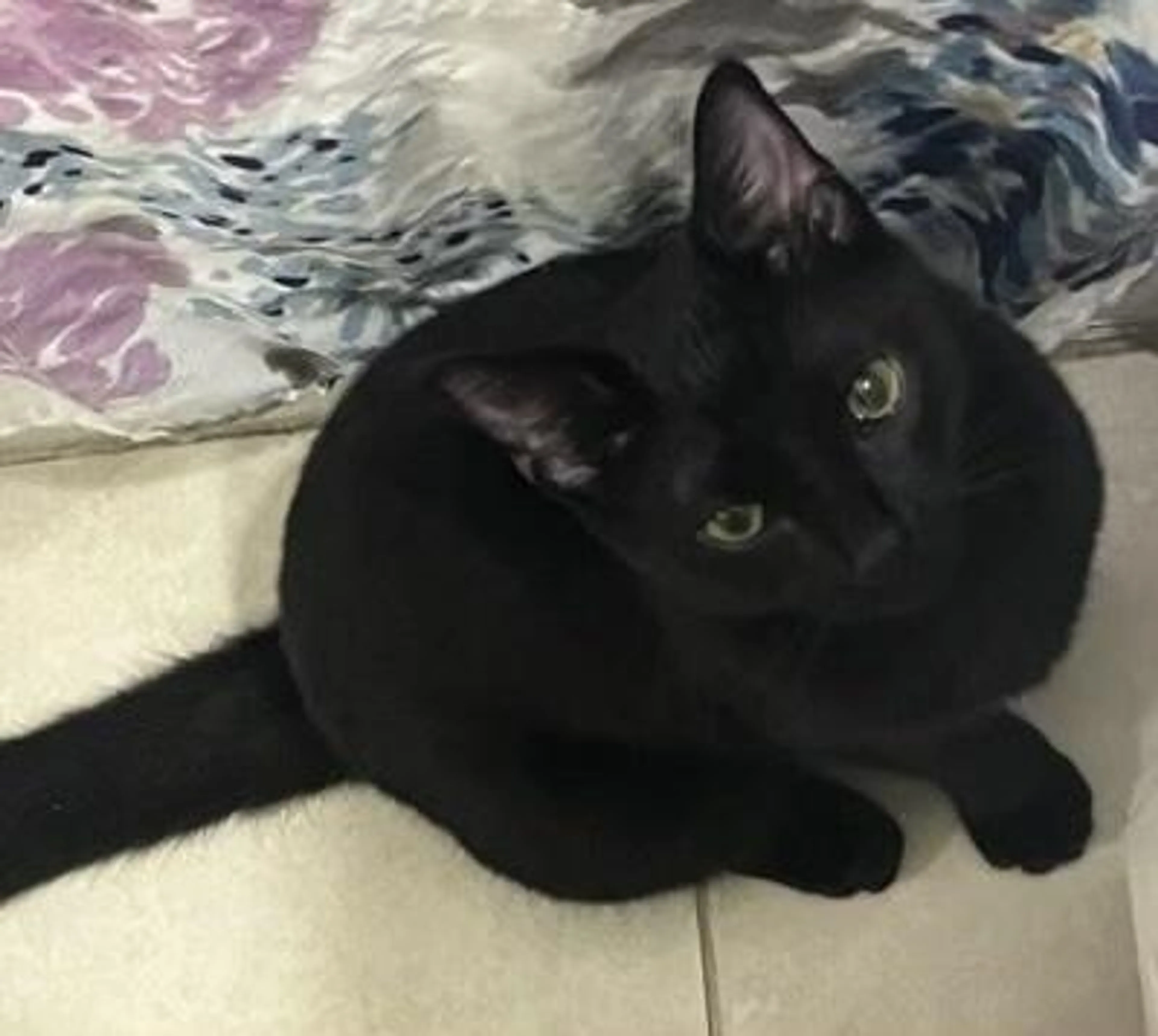 Found pet-1