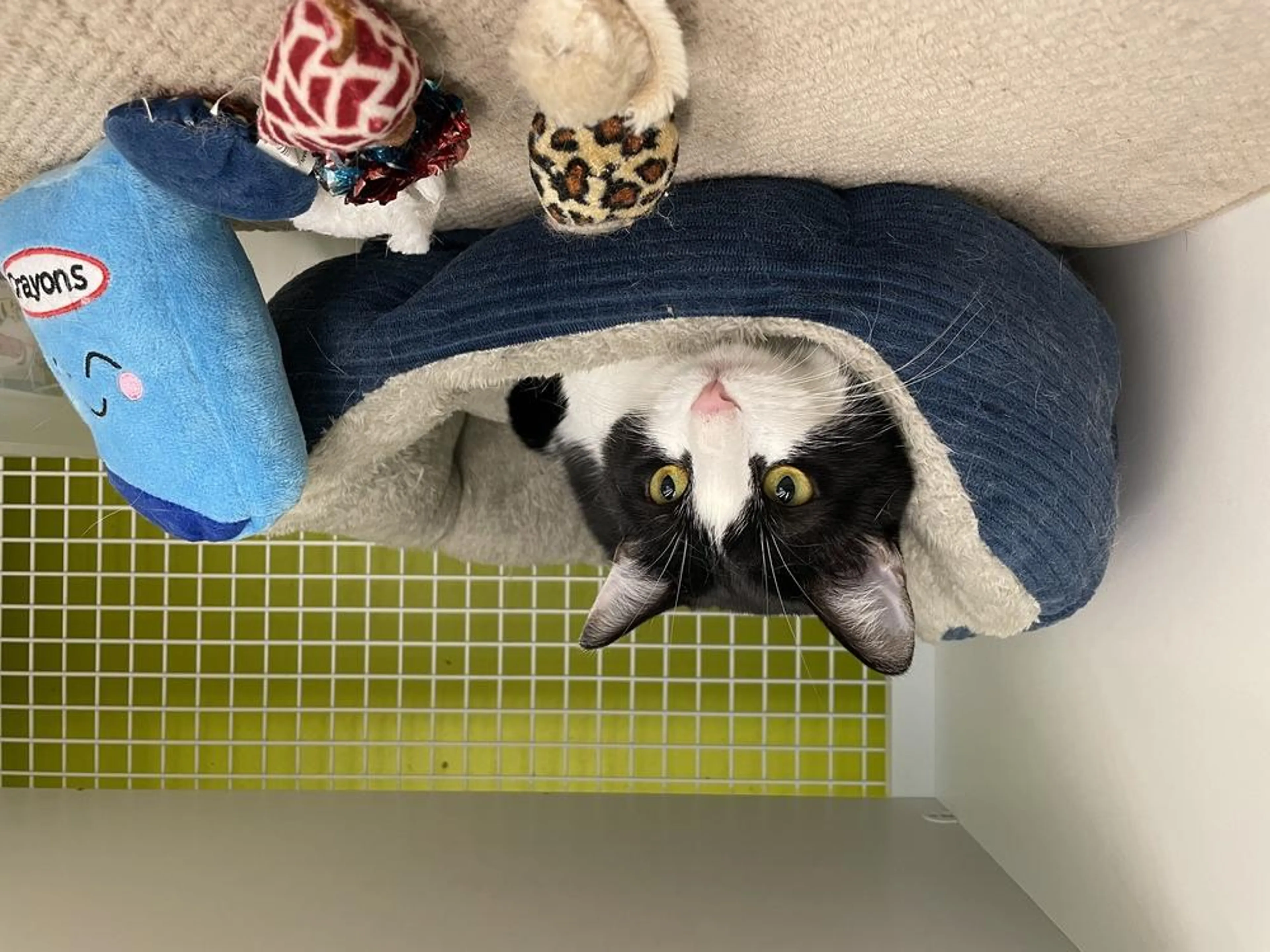 Found pet-2