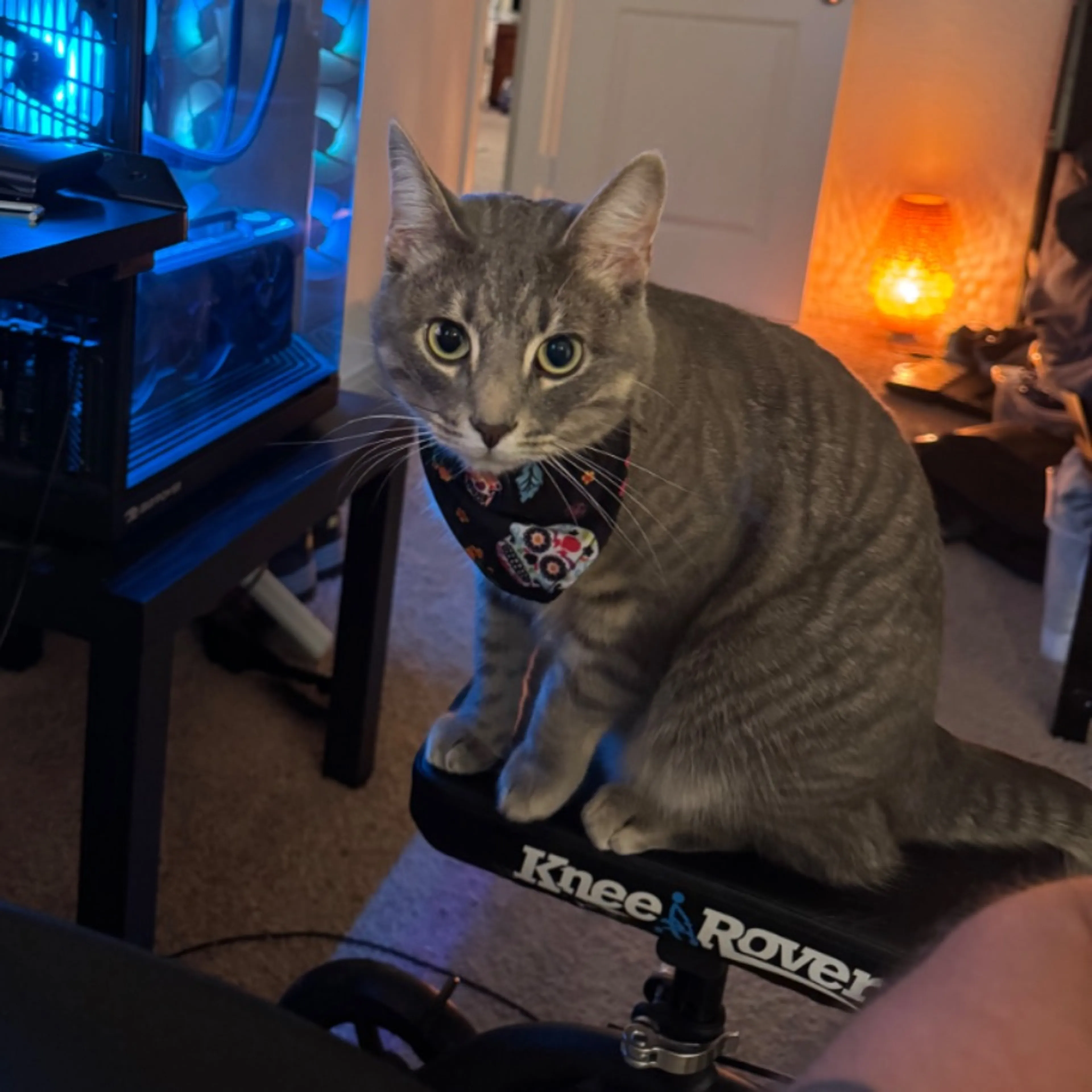 Lost pet-0
