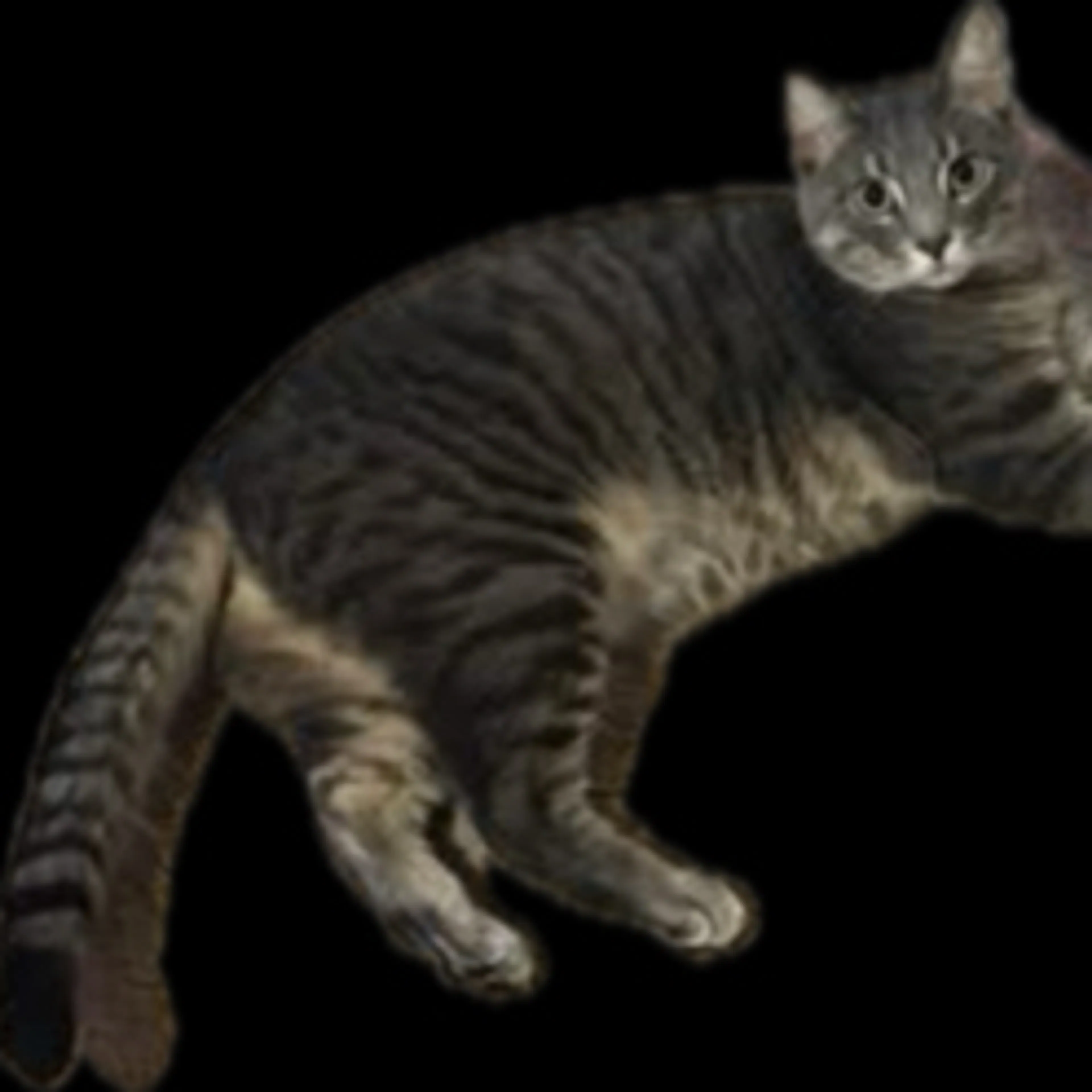 Lost pet-1