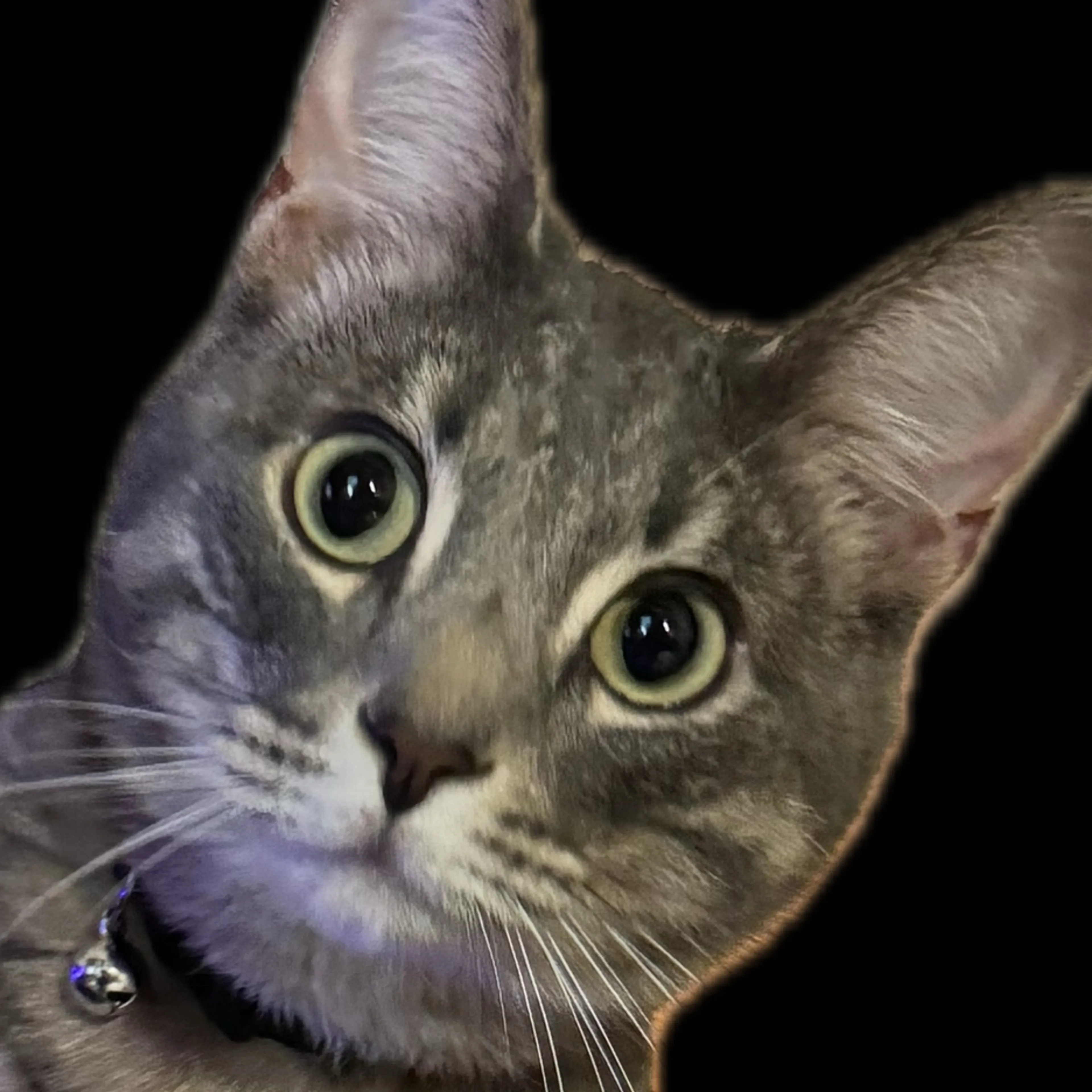 Lost pet-2