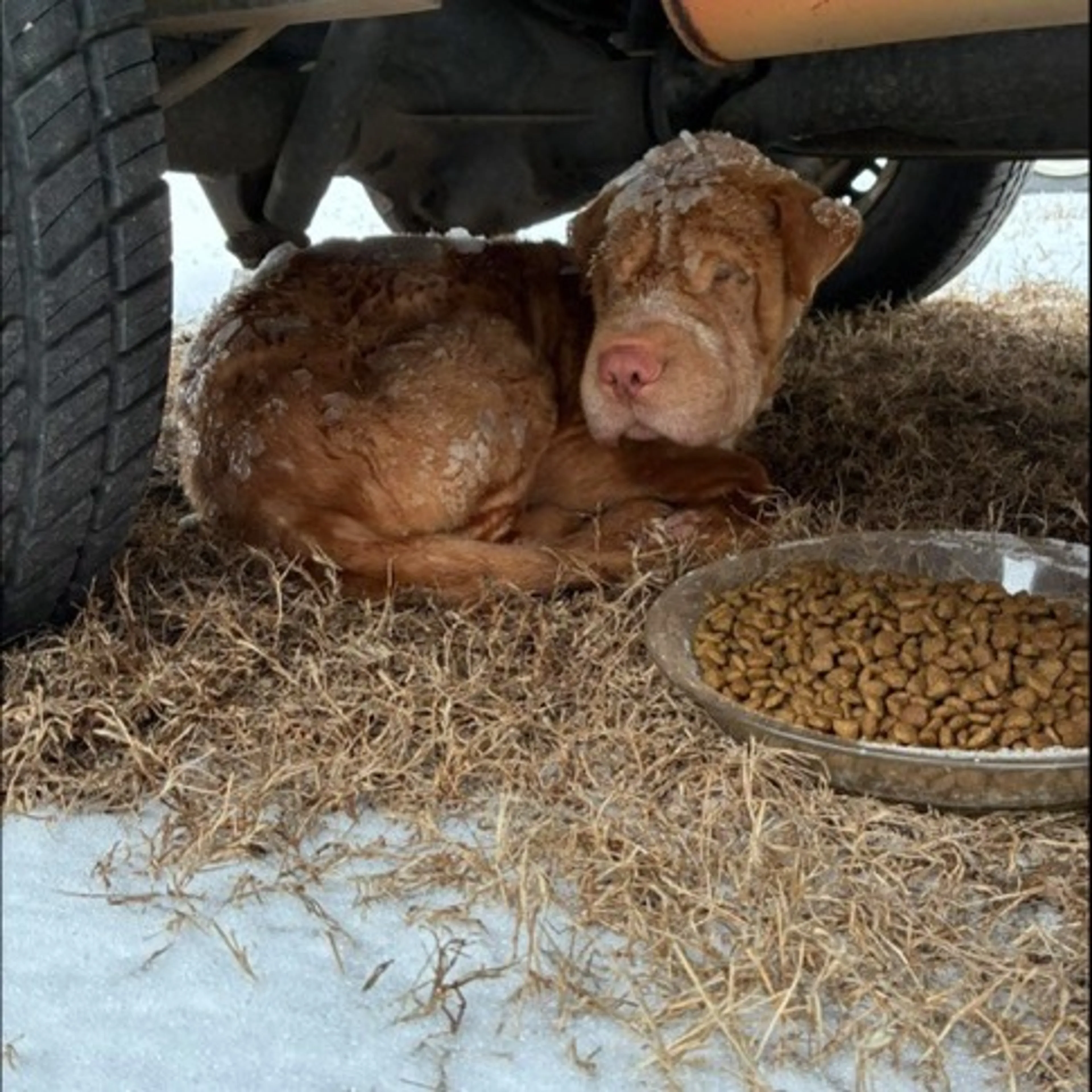 Found pet-1