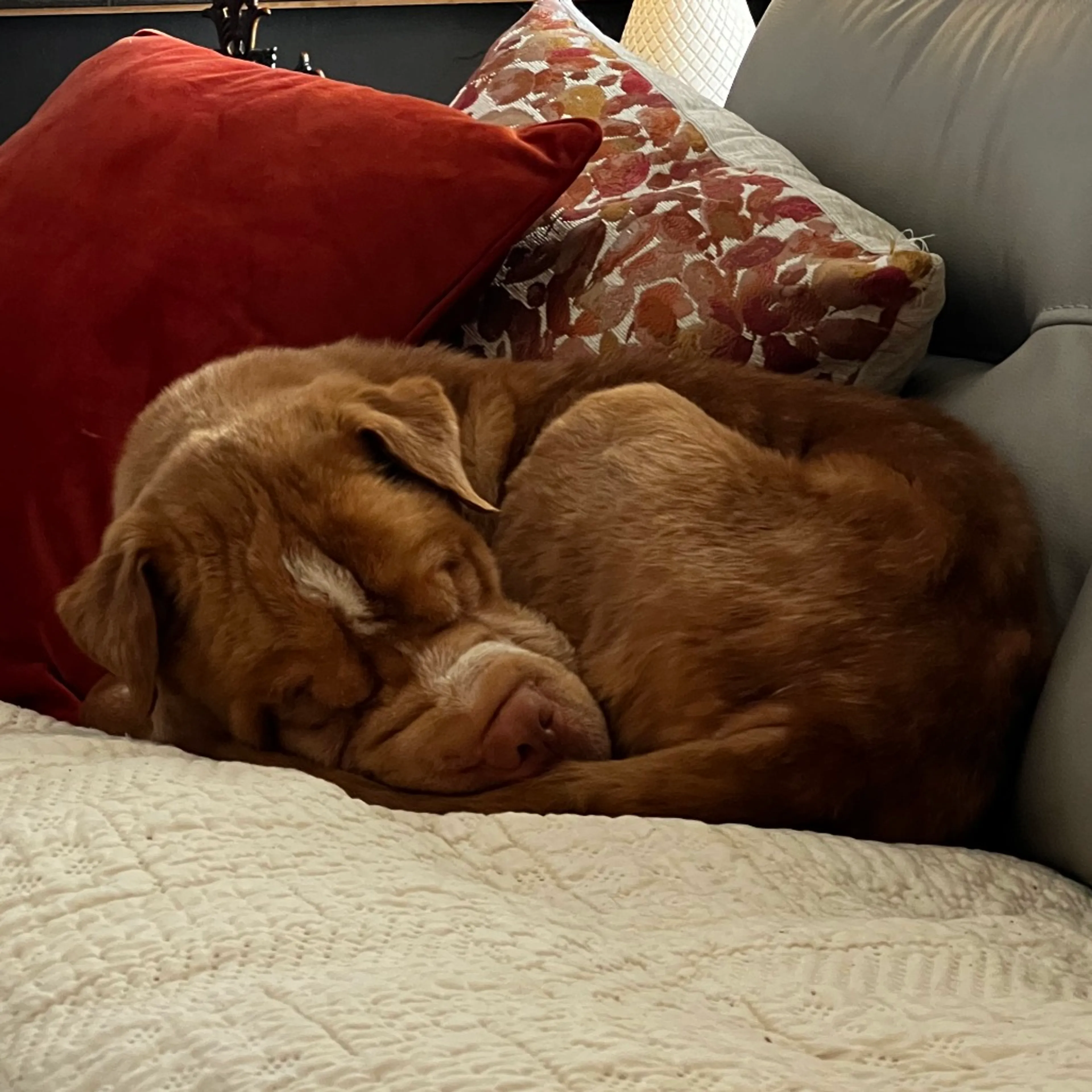Found pet-7