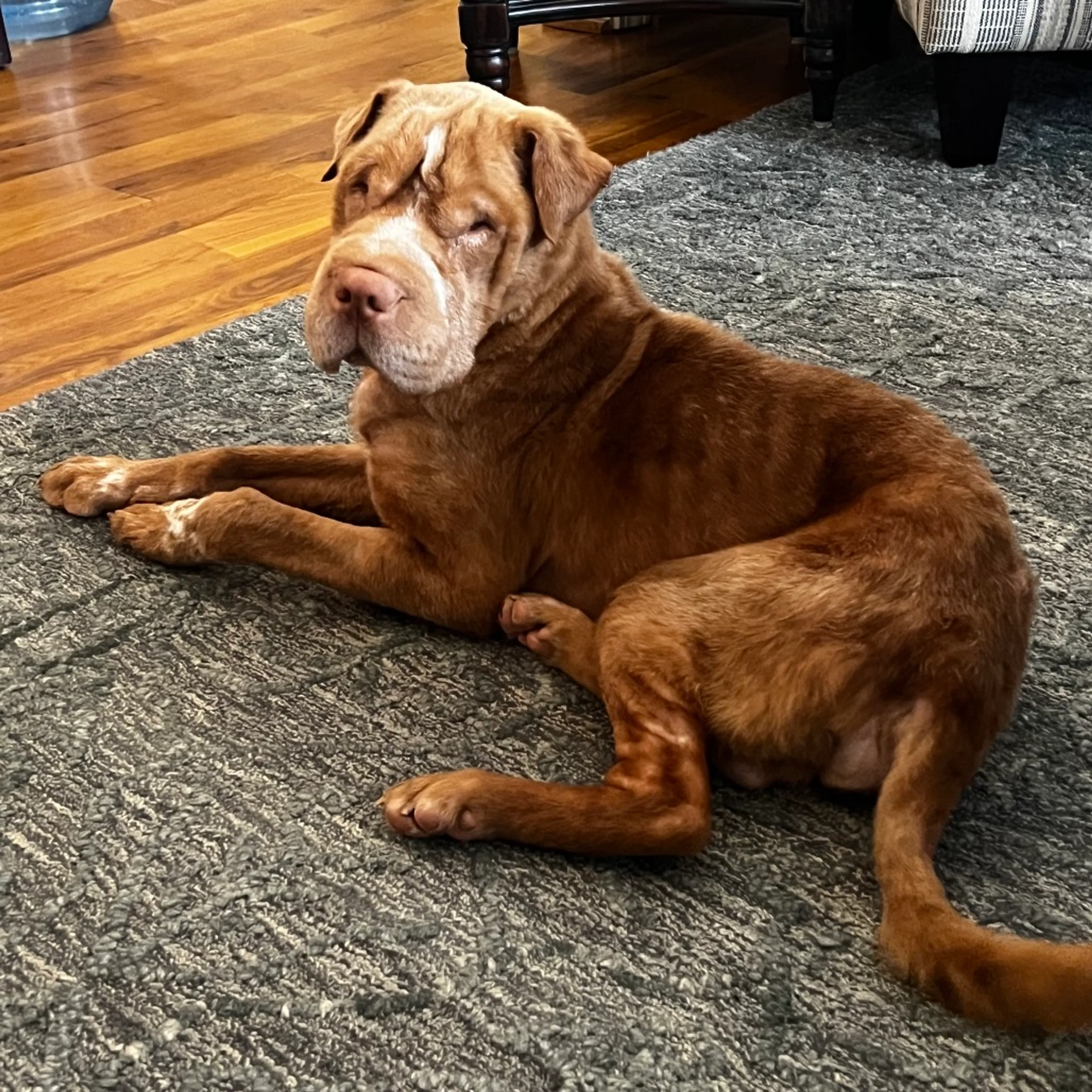 Found pet-6