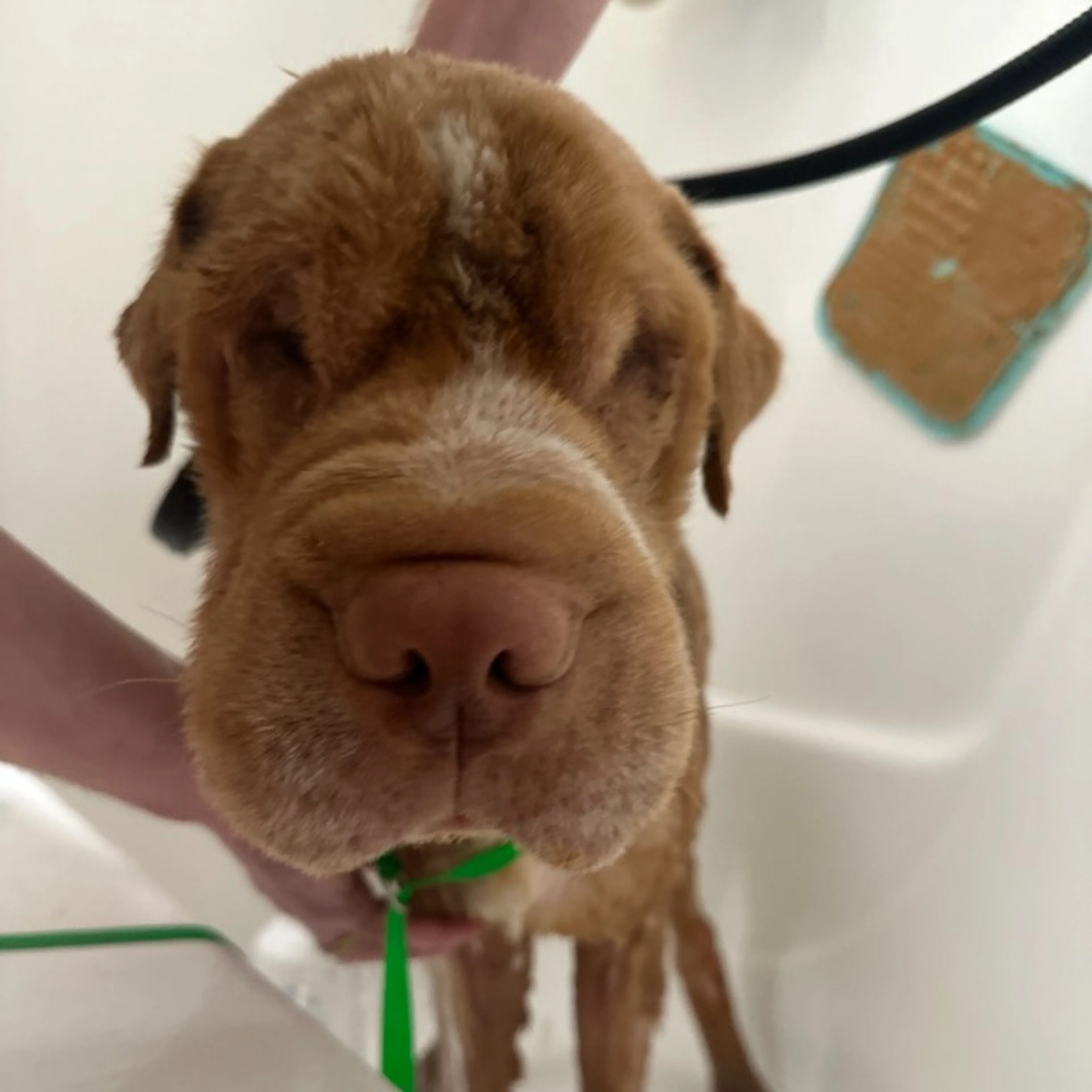 Found pet-3