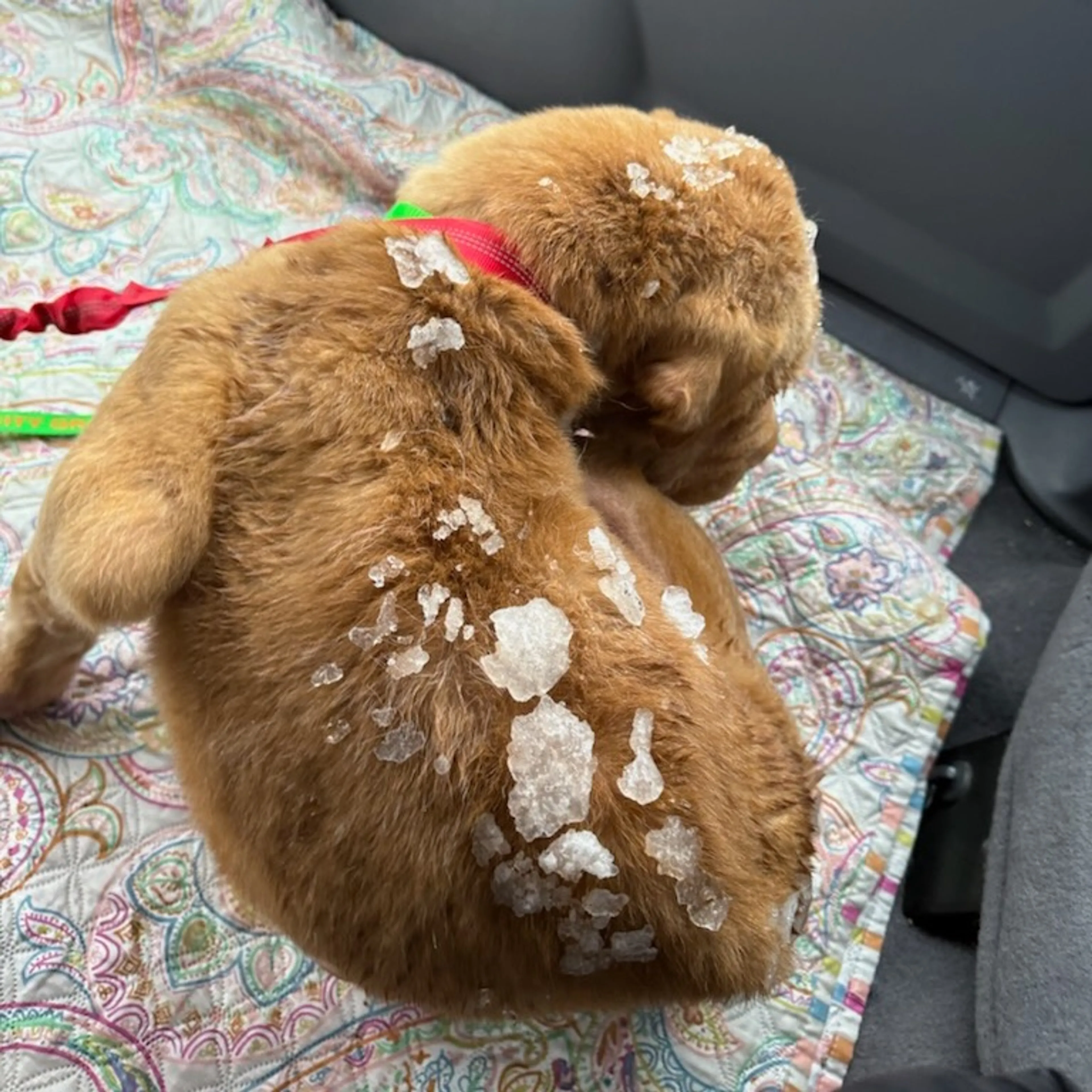 Found pet-2