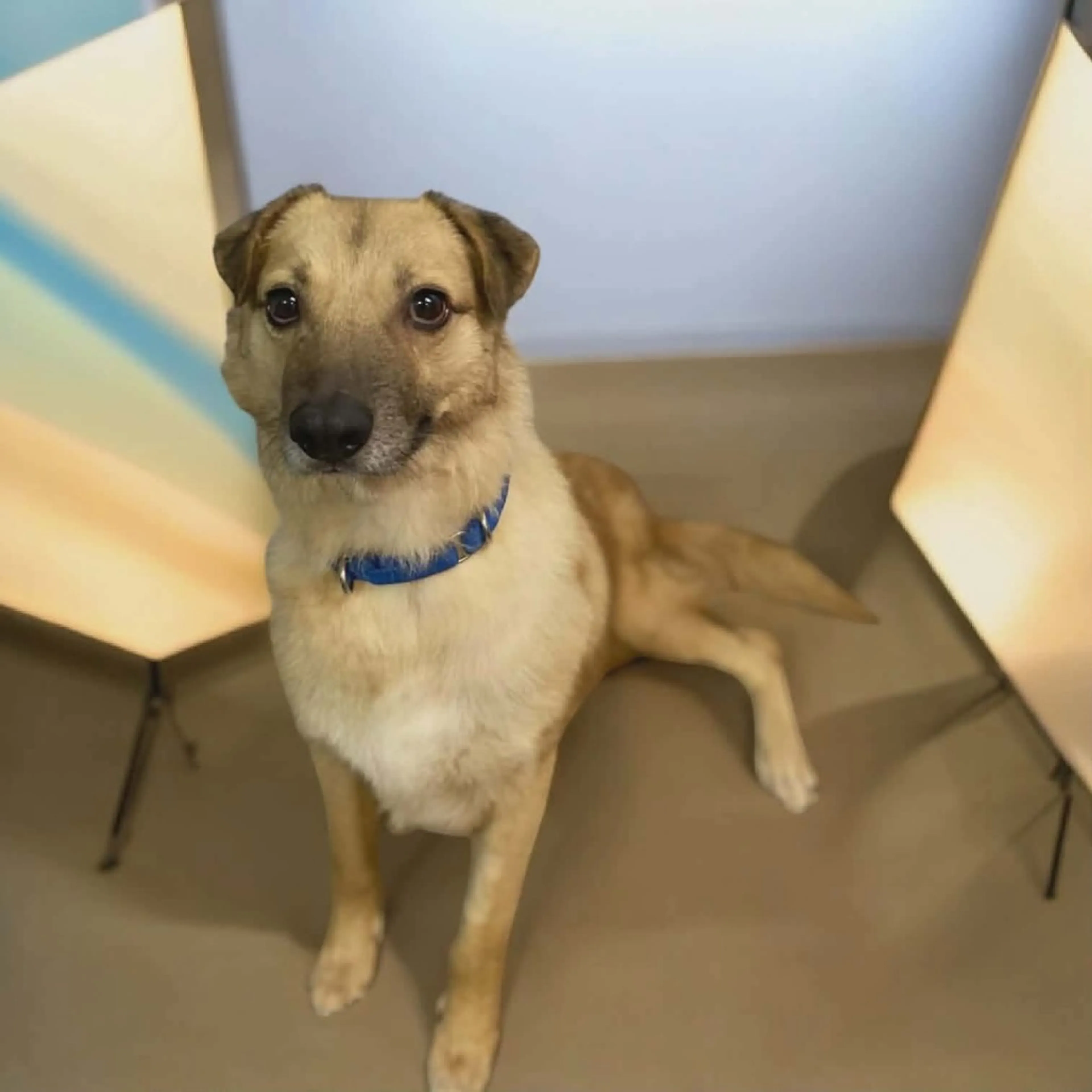 Found pet-1