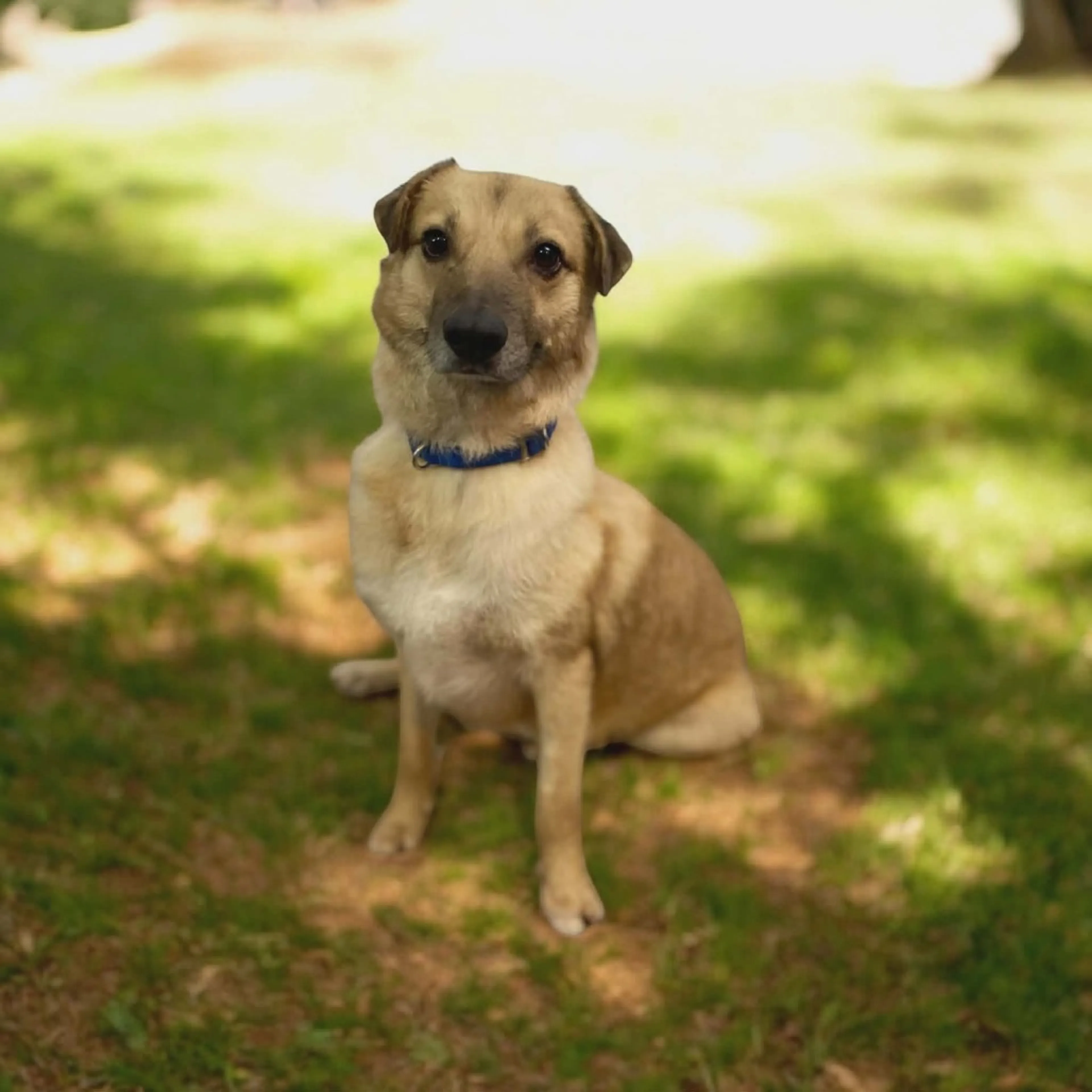 Found pet-4