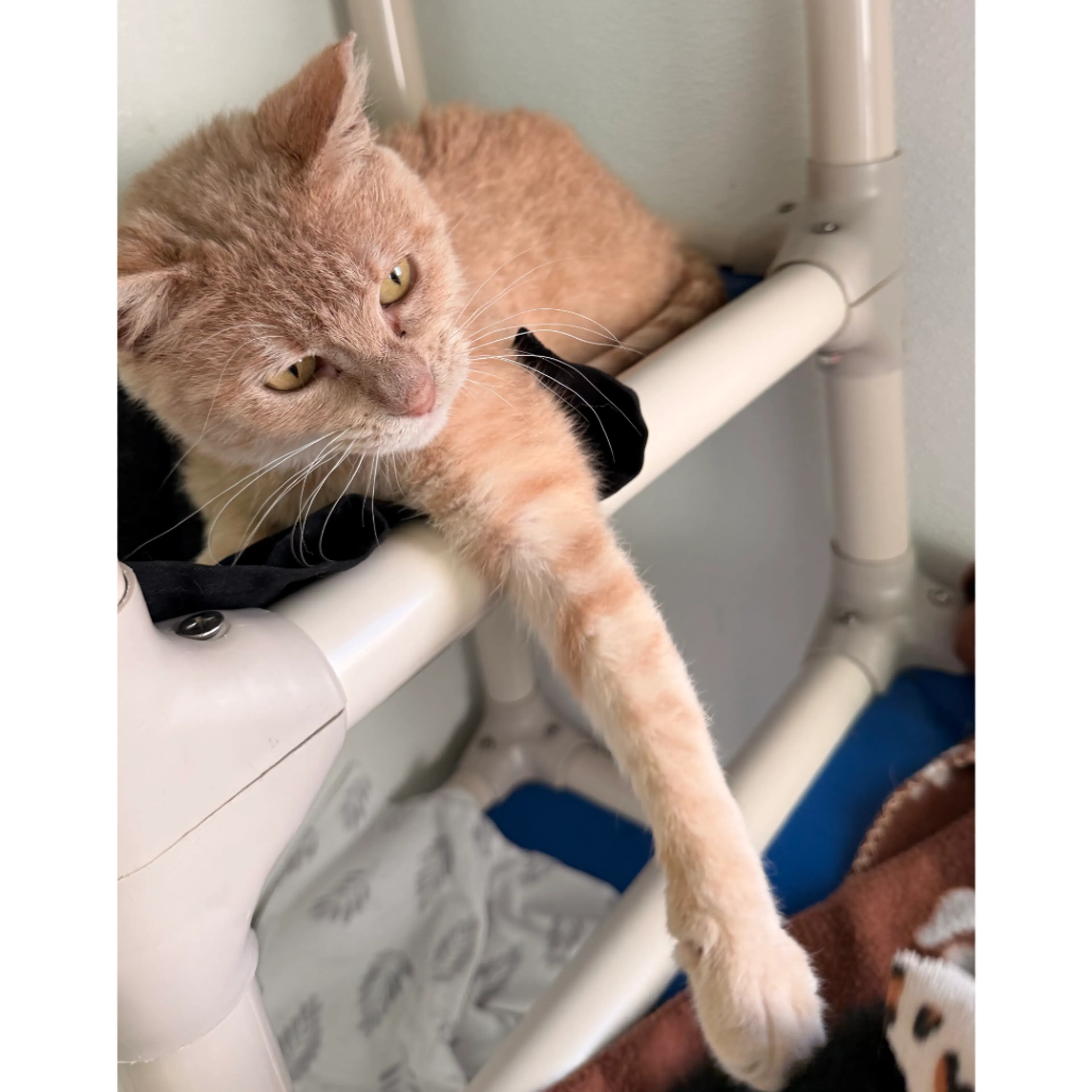 Found pet-13