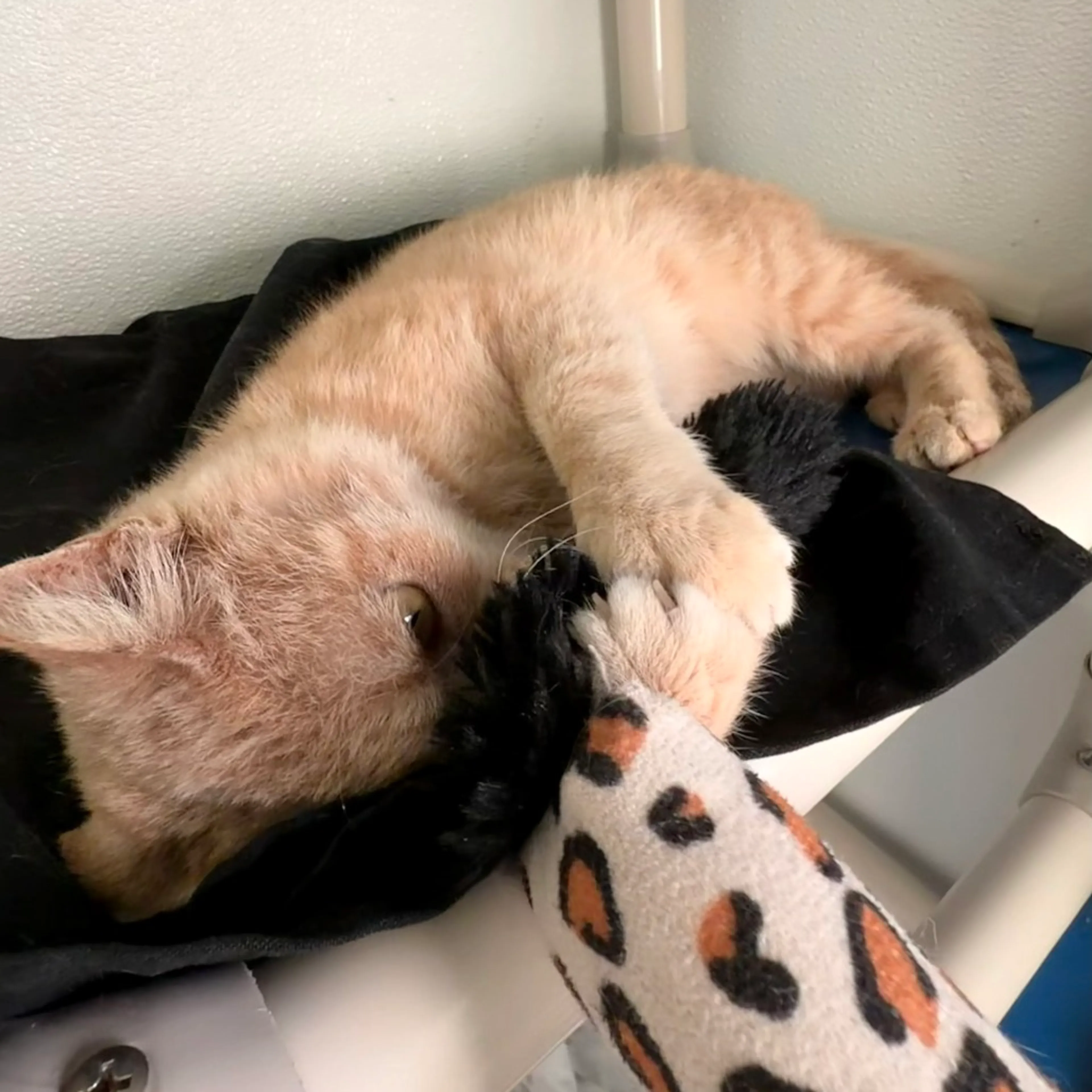 Found pet-10