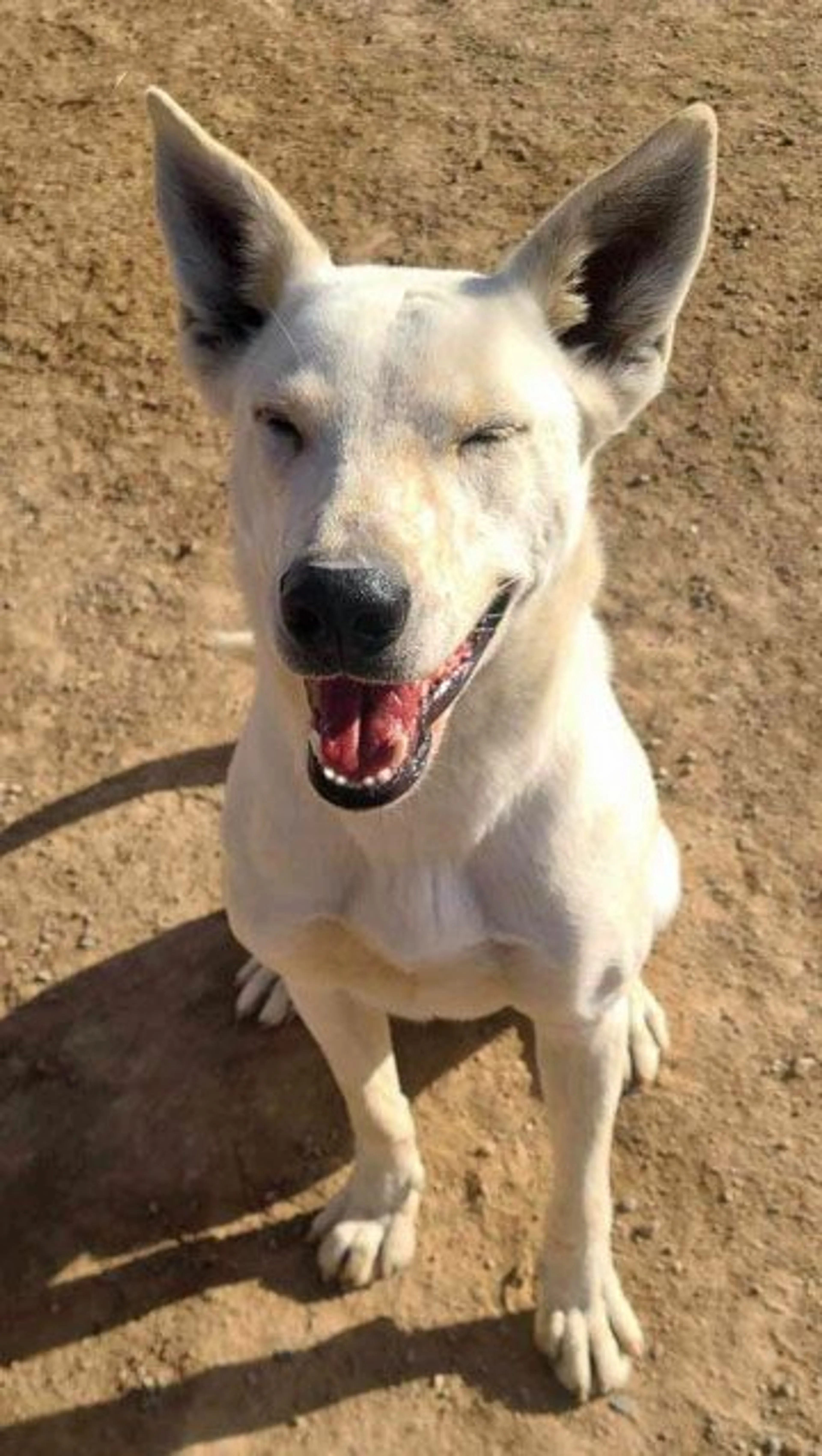 cdn image
