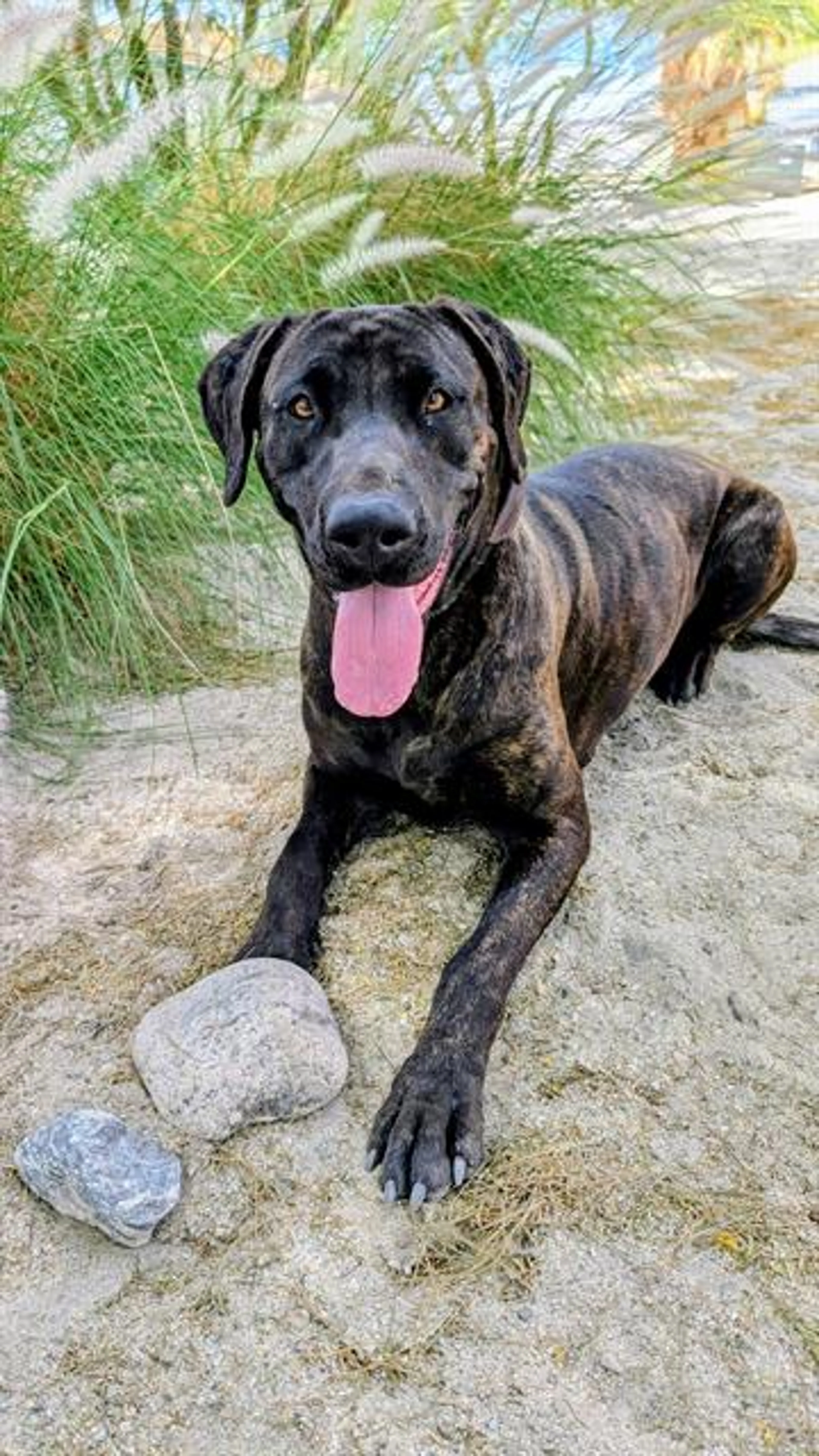 Found pet