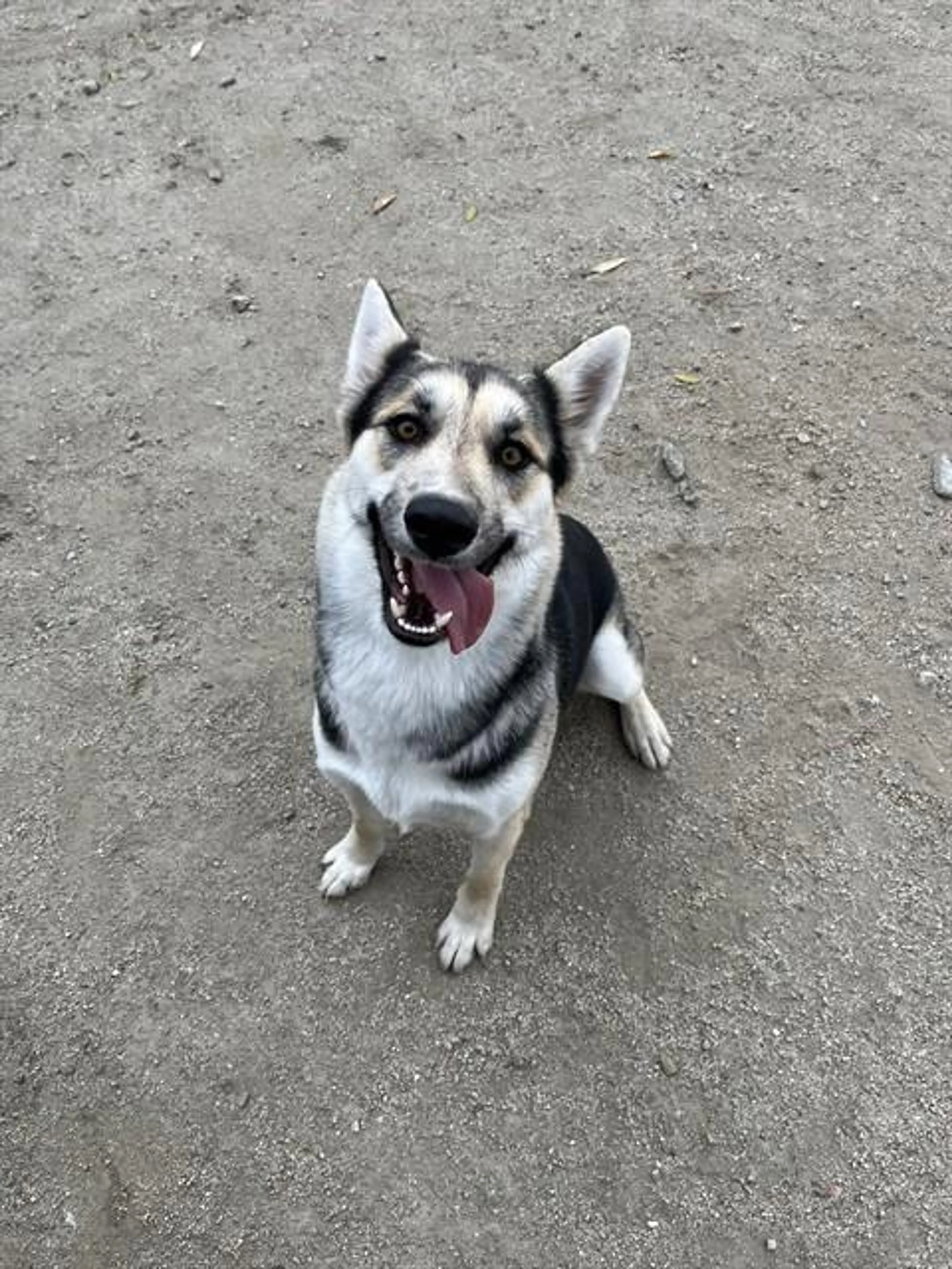 Found pet