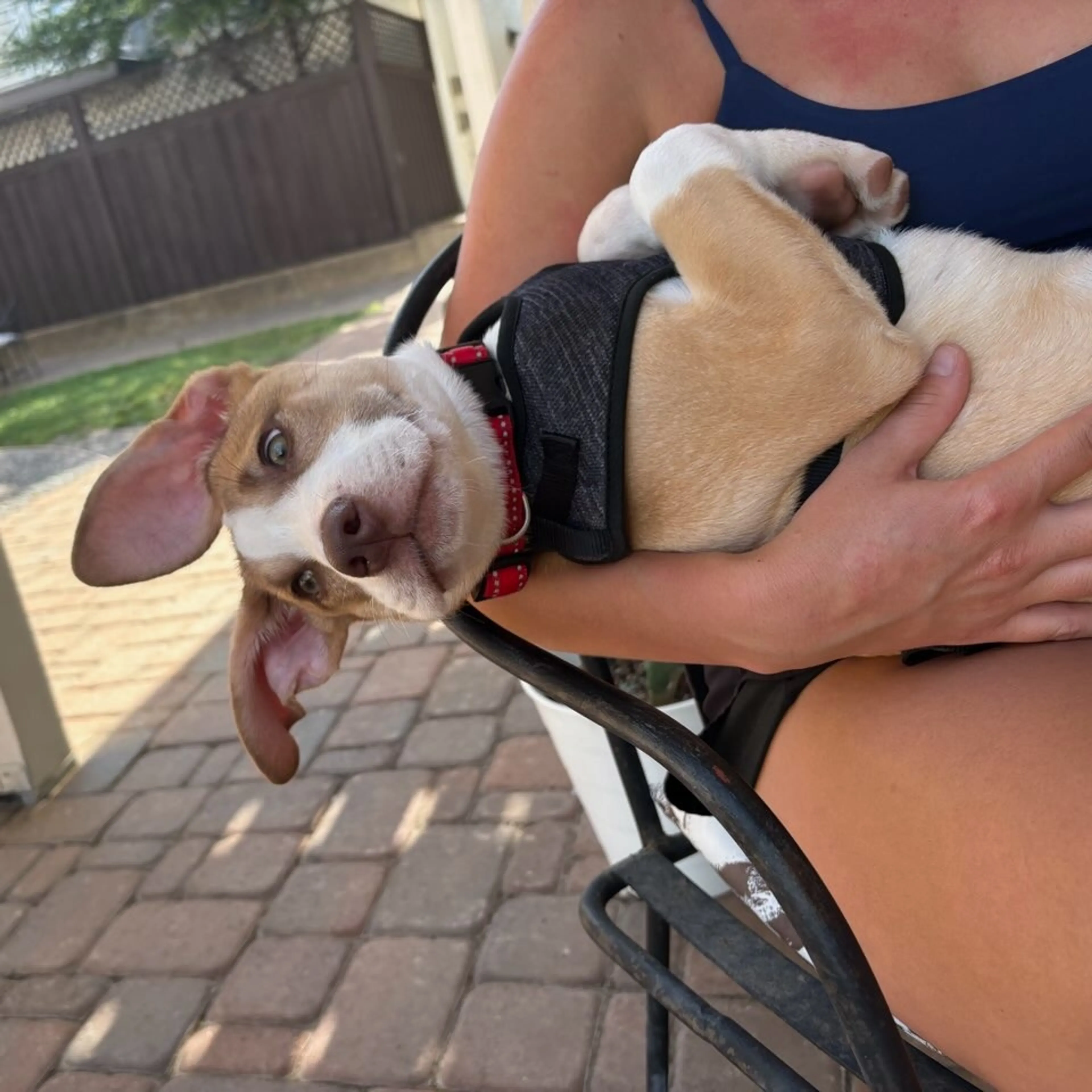 Found pet-9