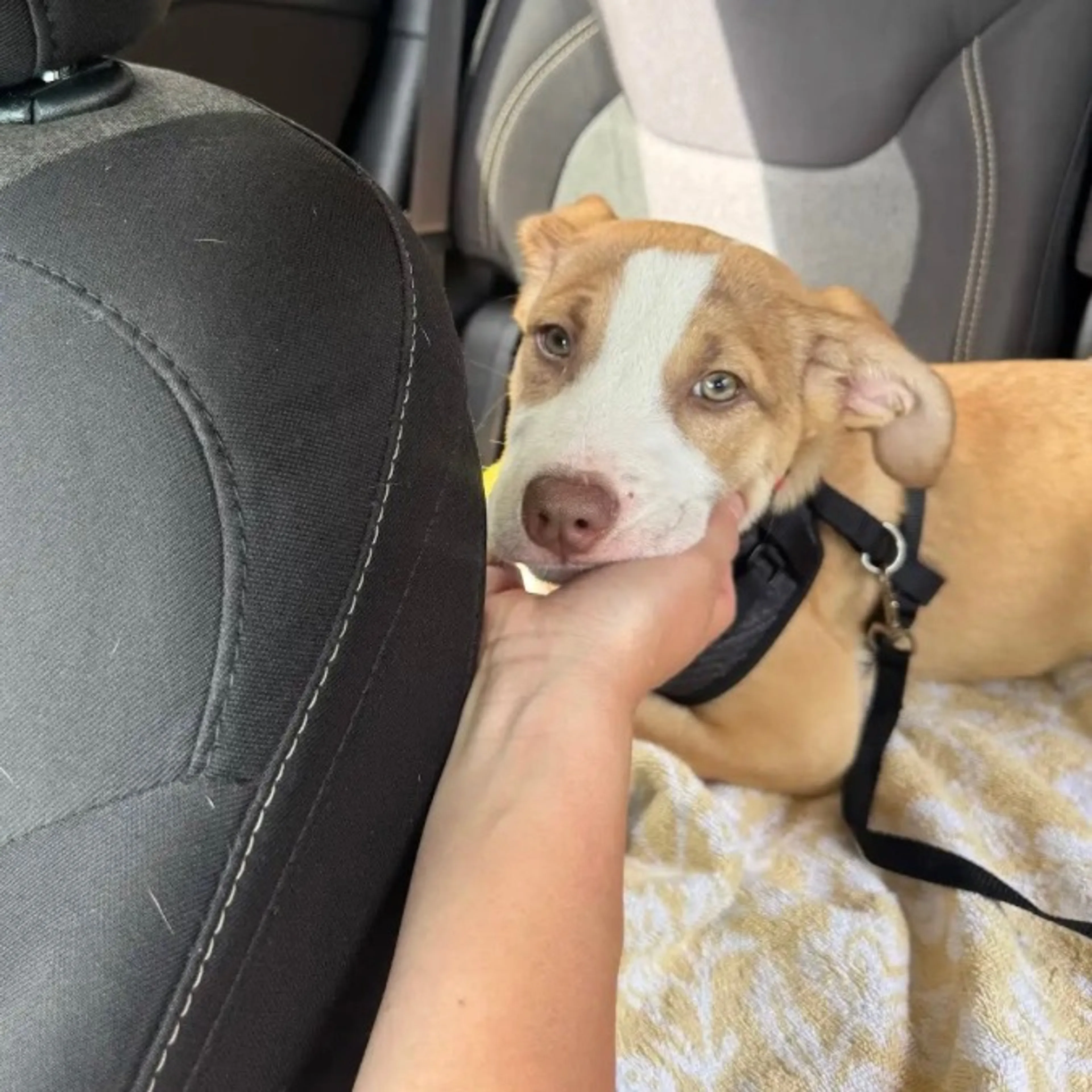 Found pet-8
