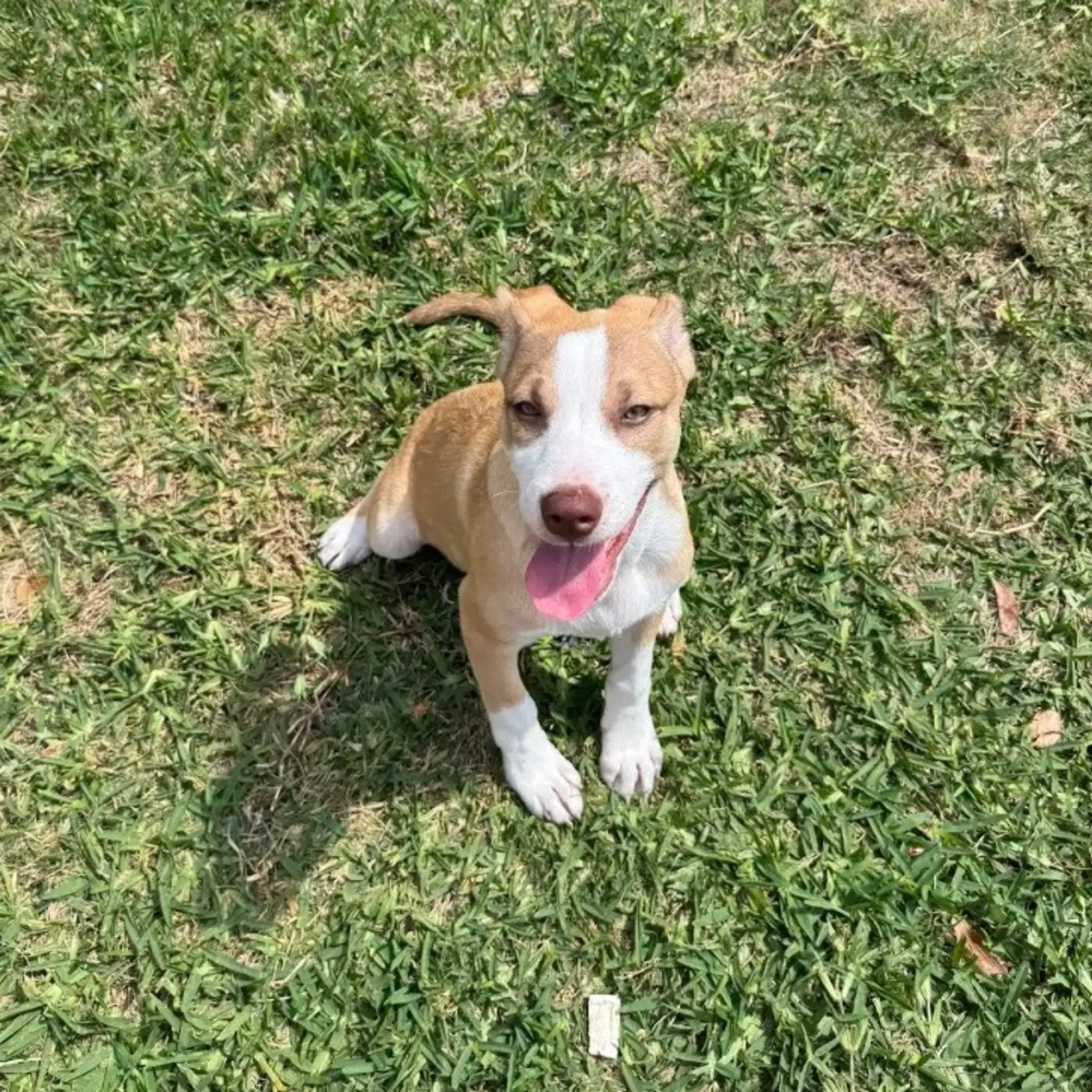 Found pet-7
