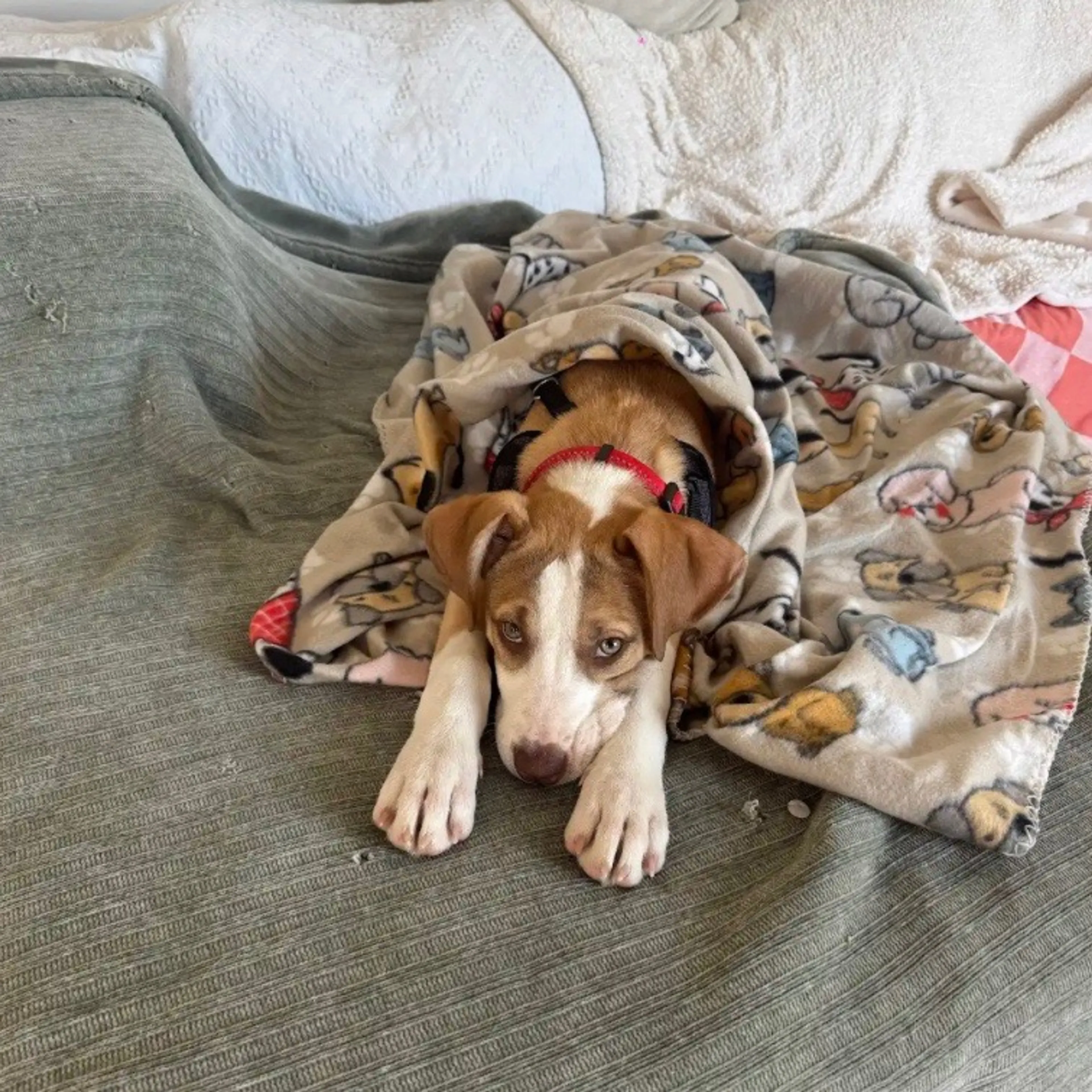 Found pet-4