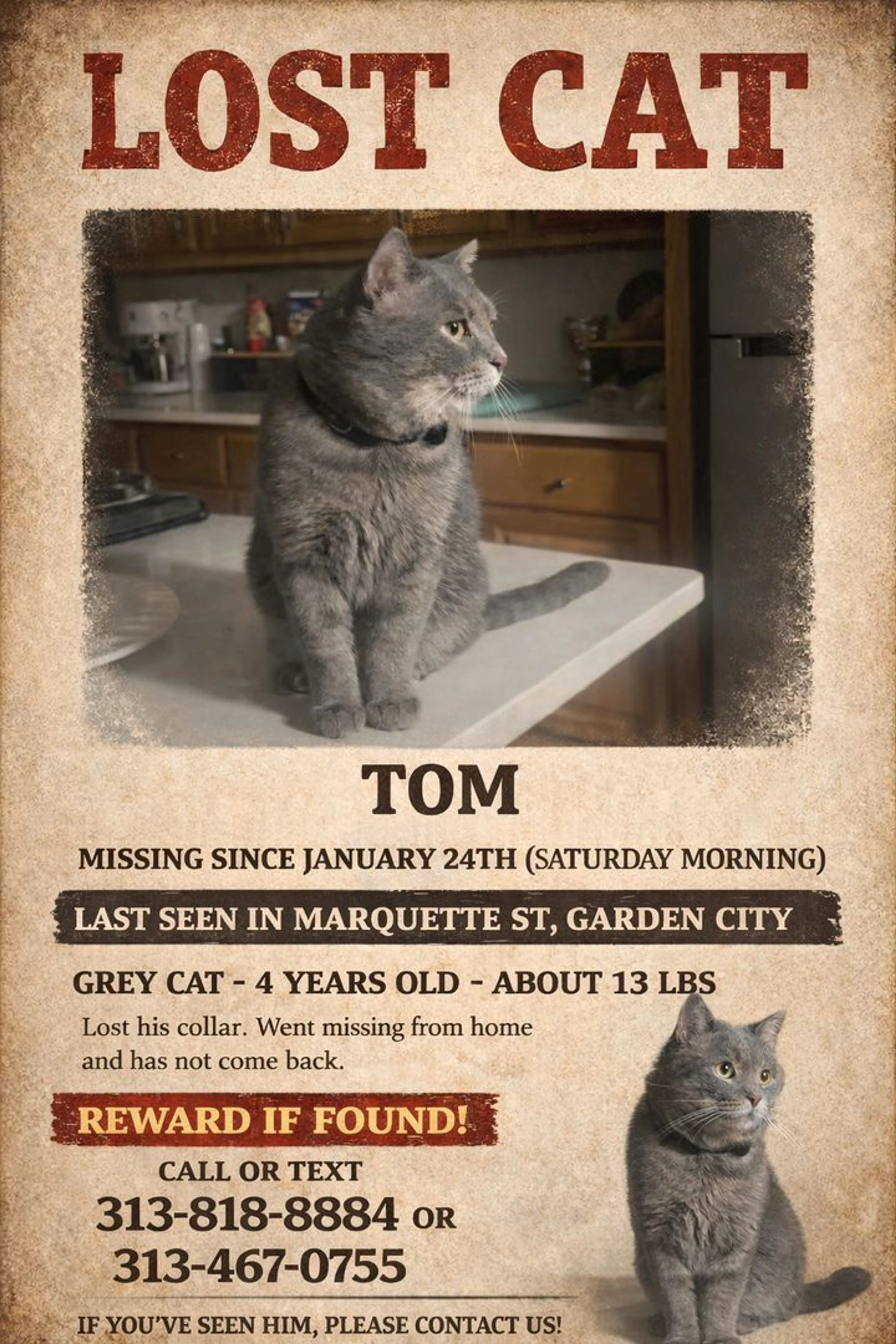 Lost pet