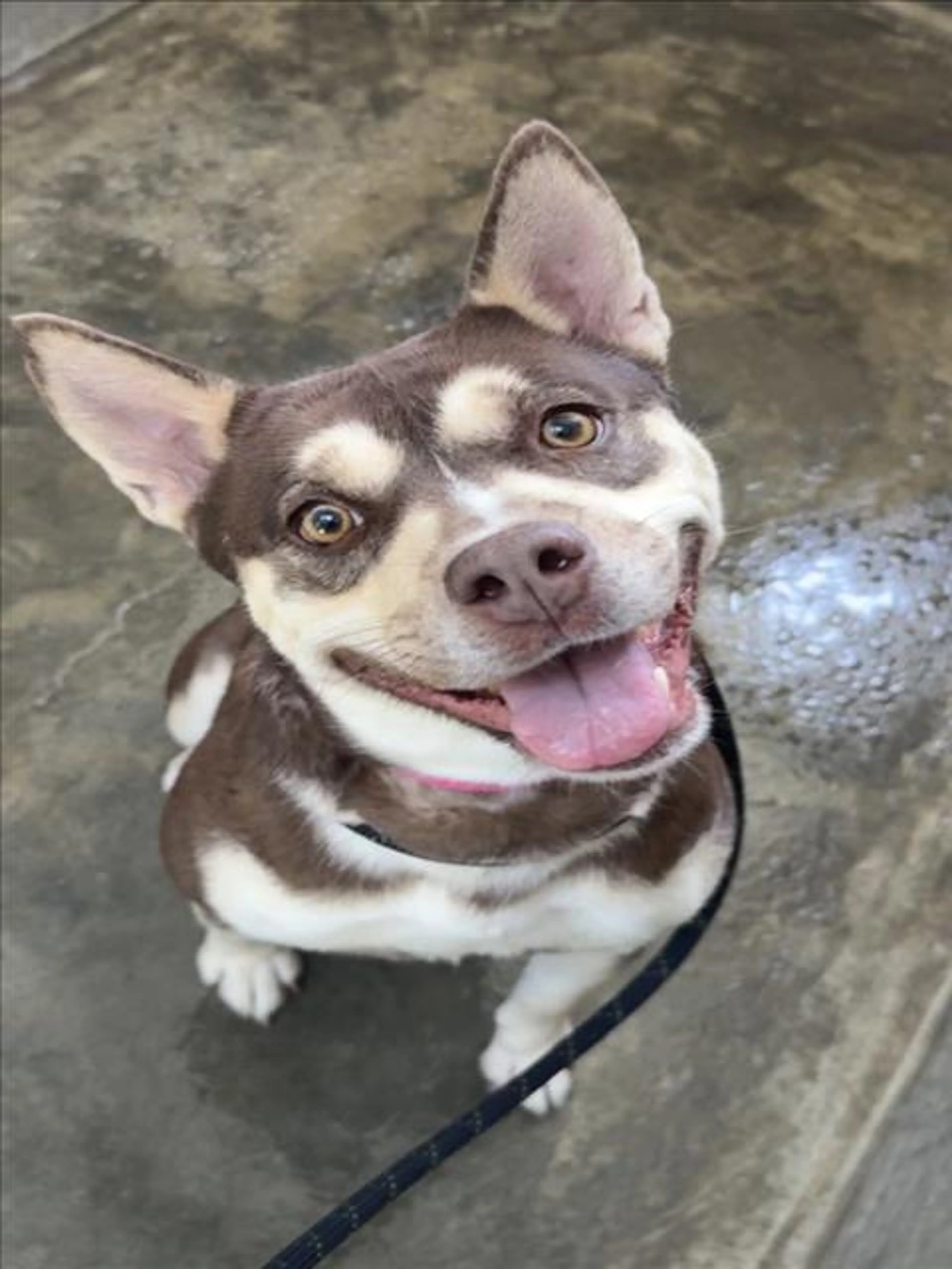 Found pet