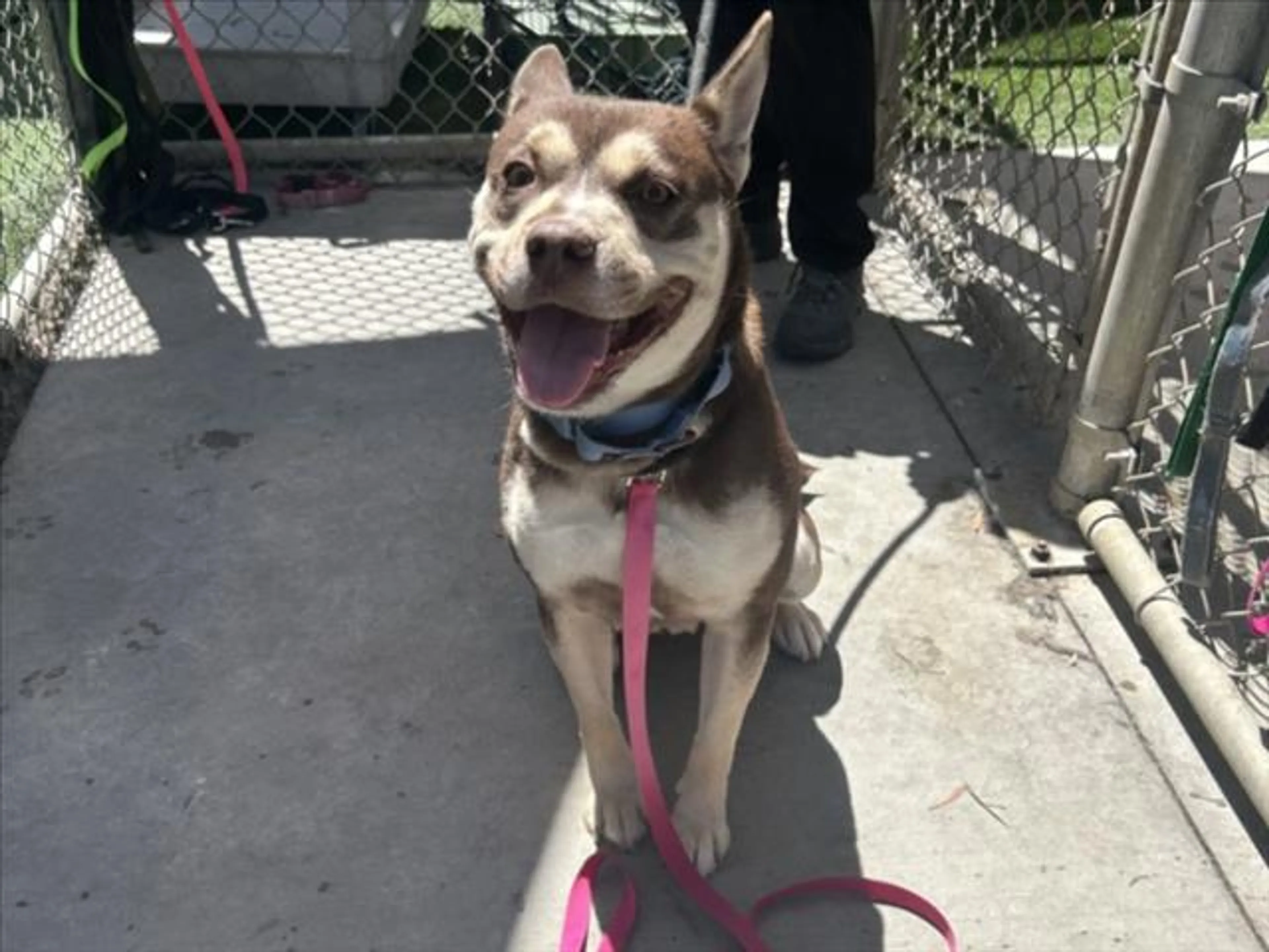 Found pet