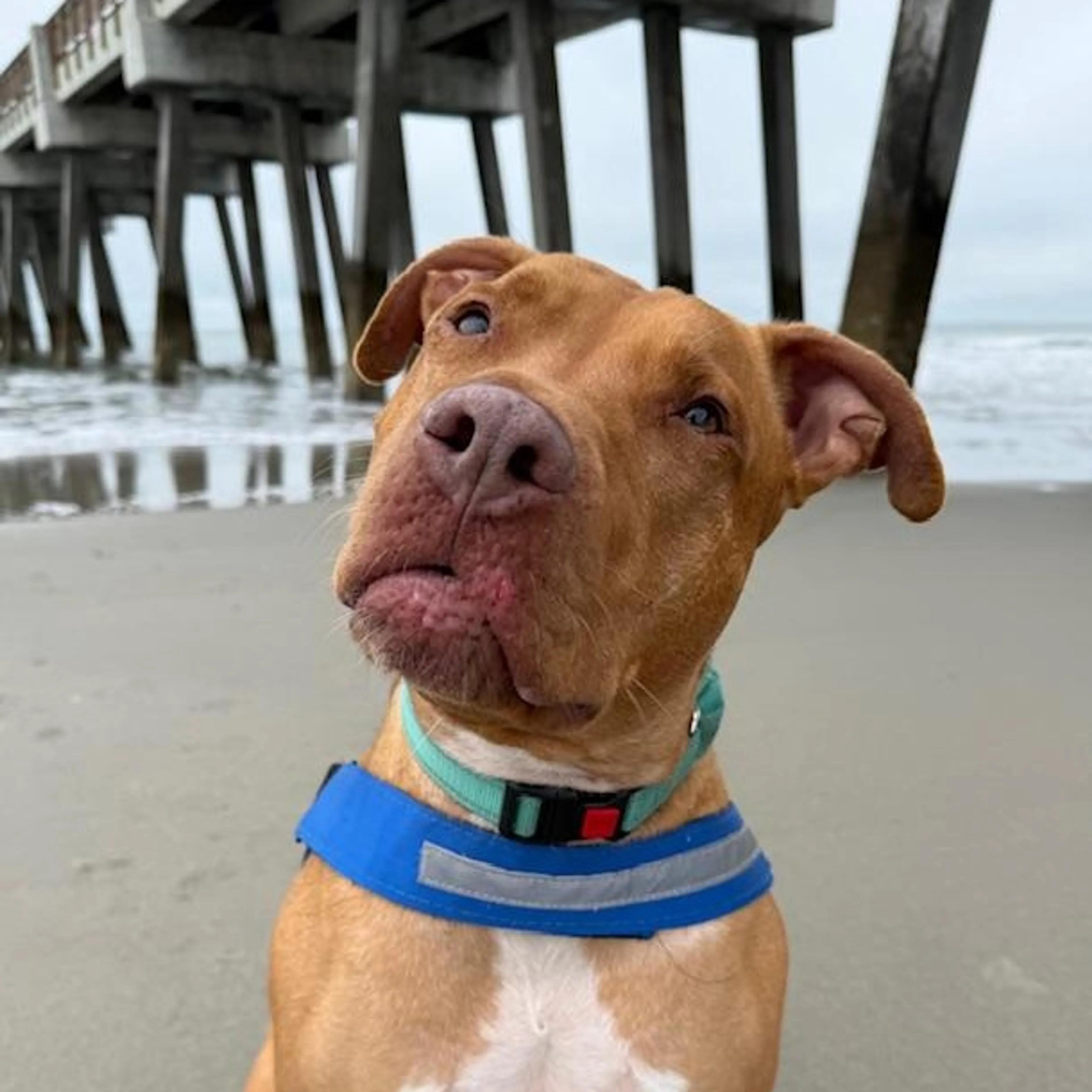 Found pet-1