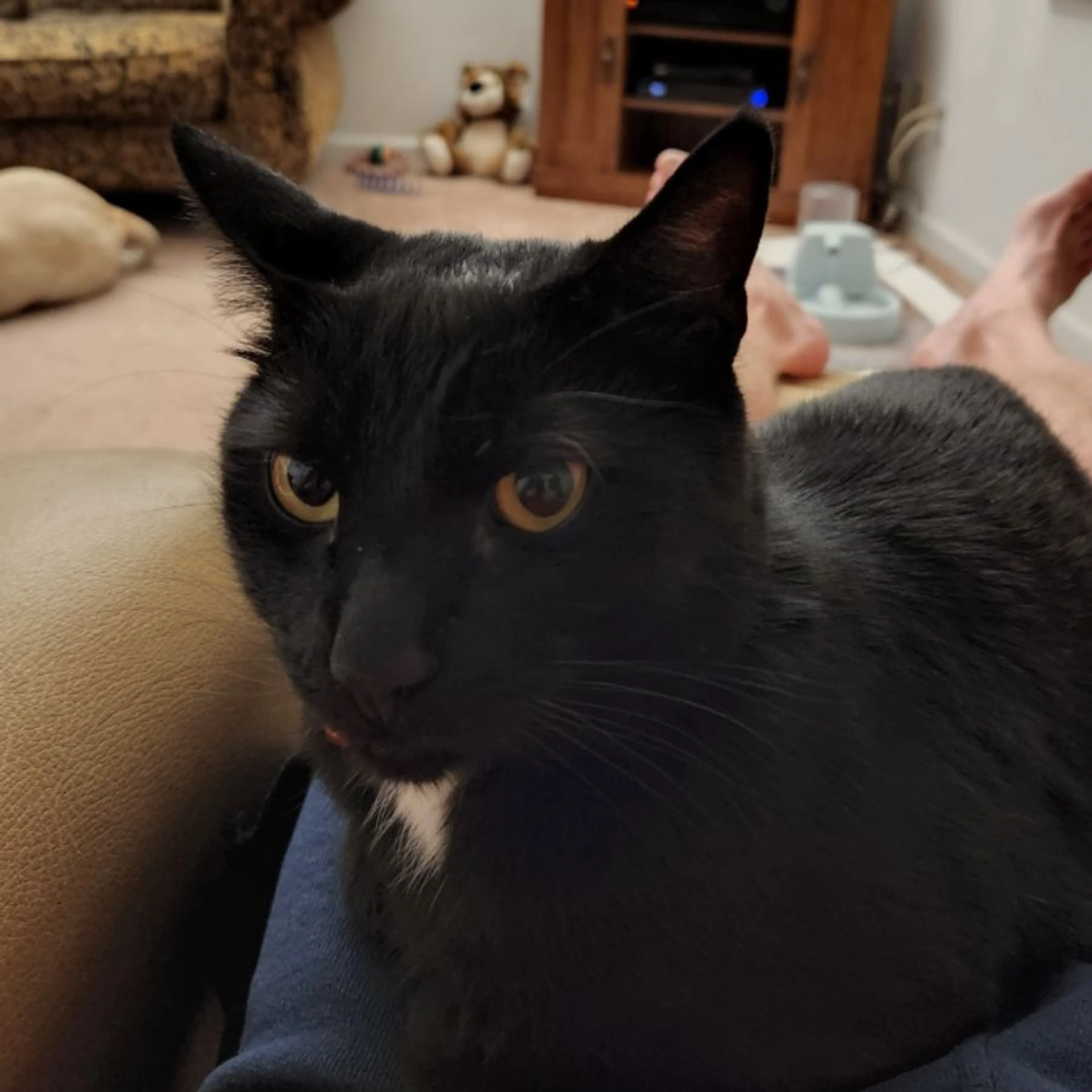 Lost pet