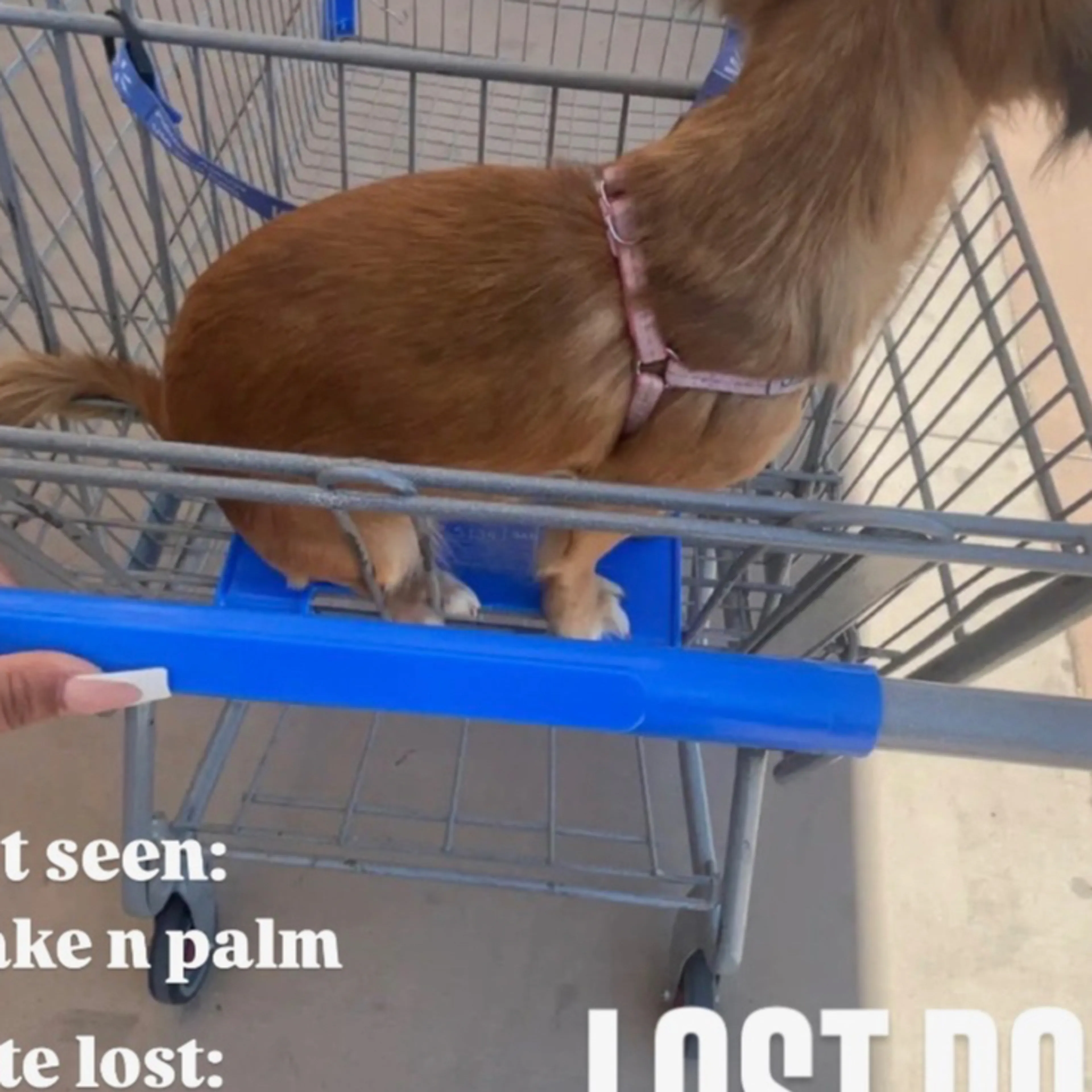 Lost pet-1