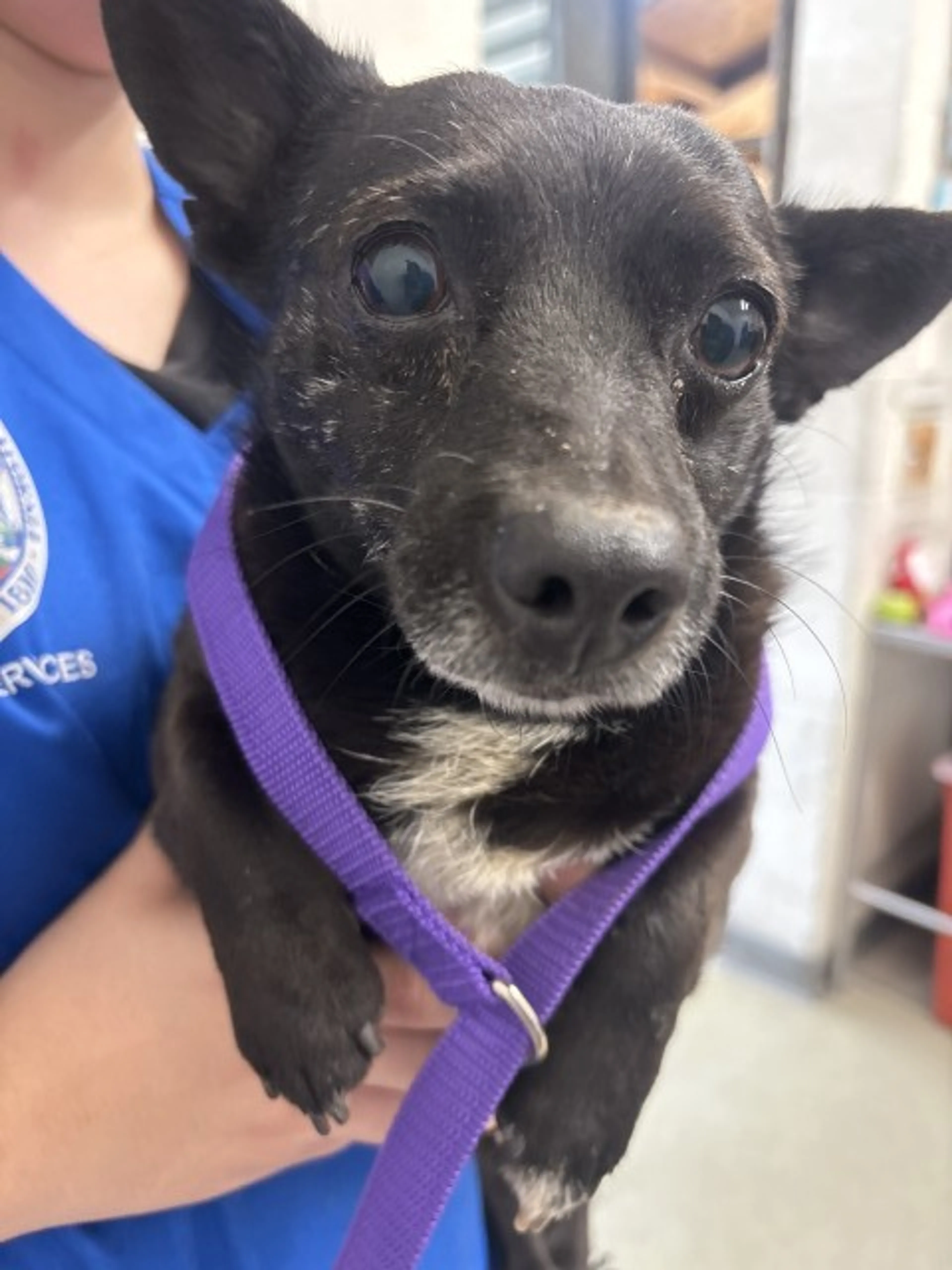 Found pet