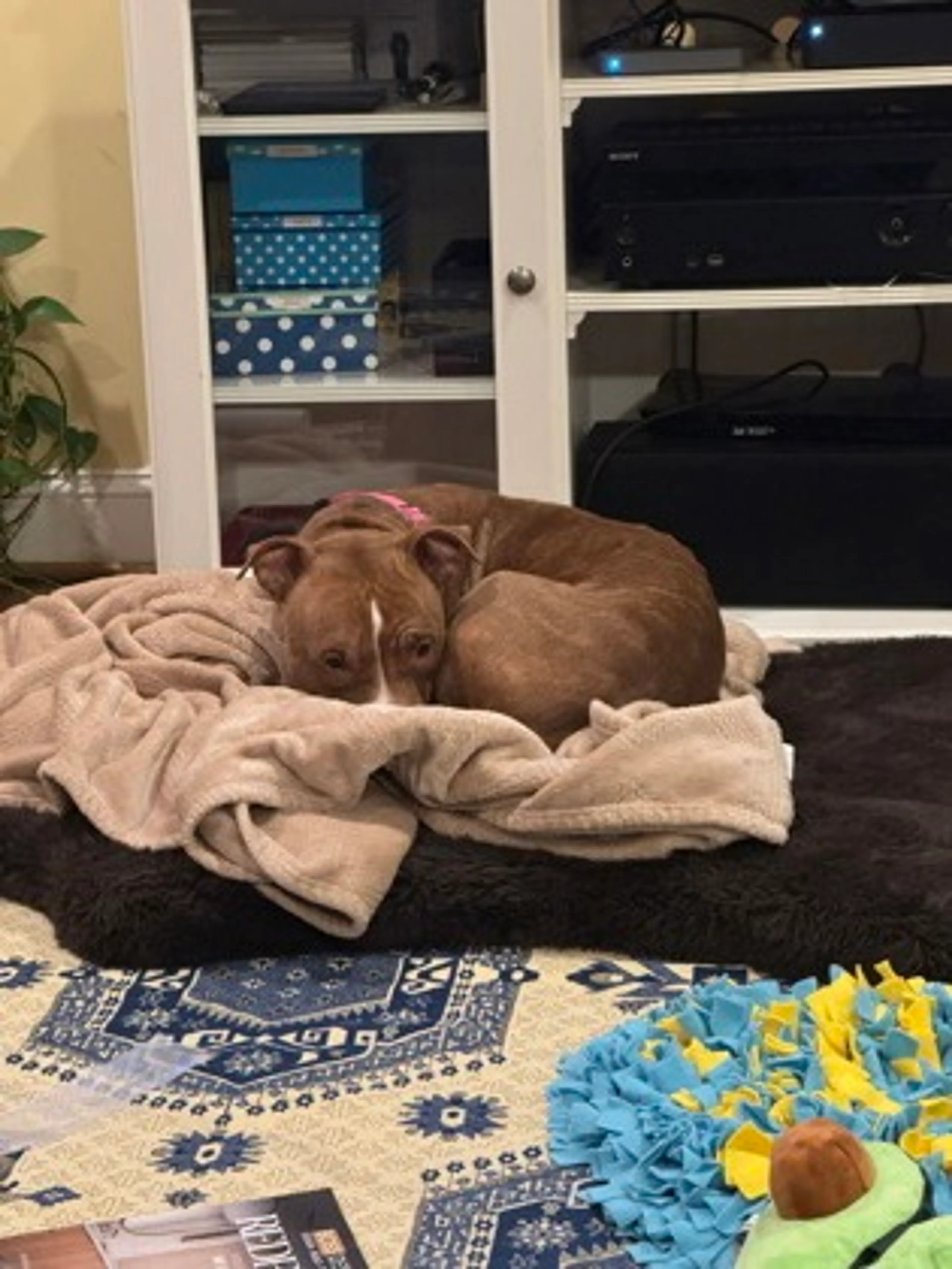 Found pet-1