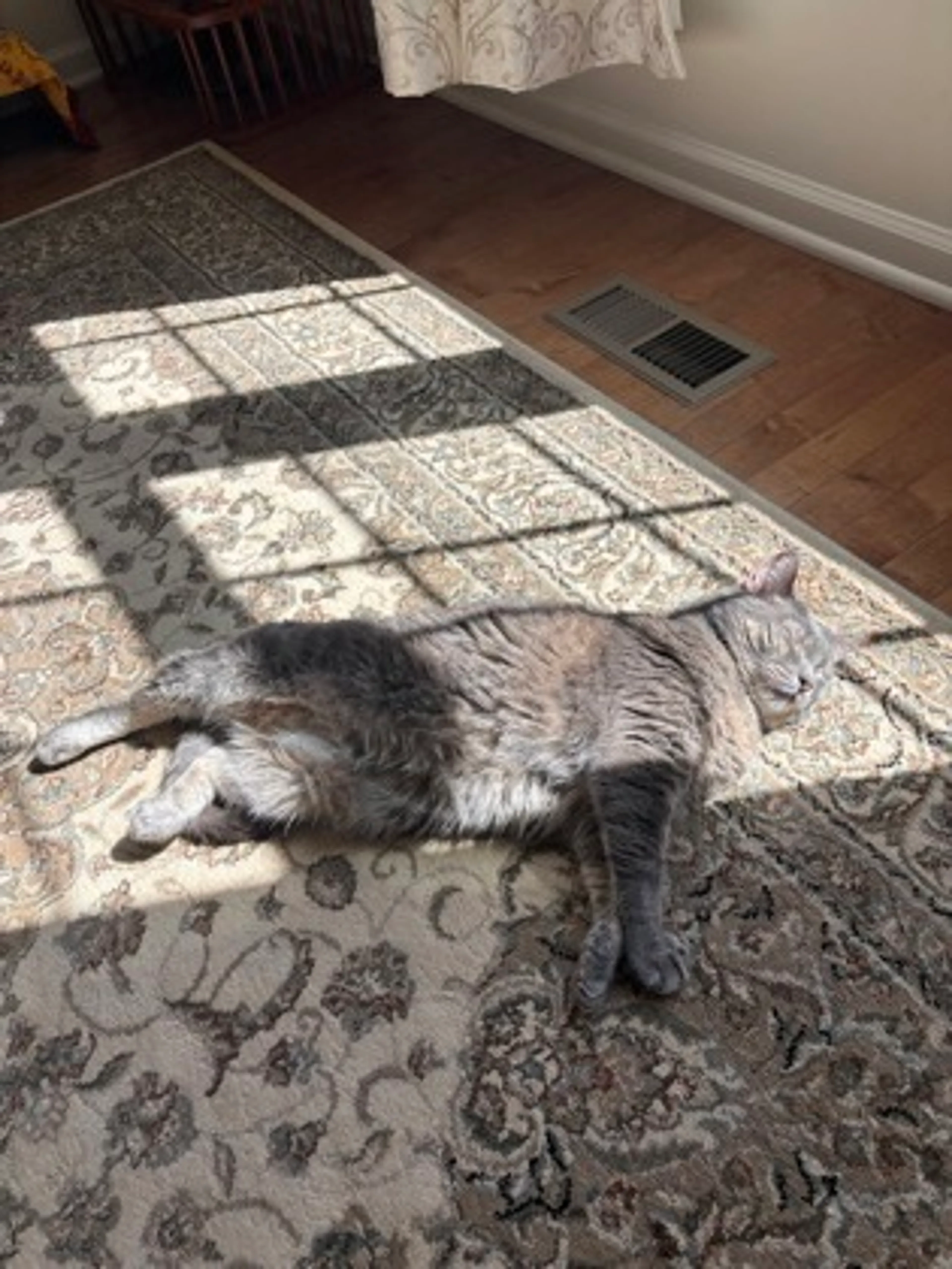 Found pet-2