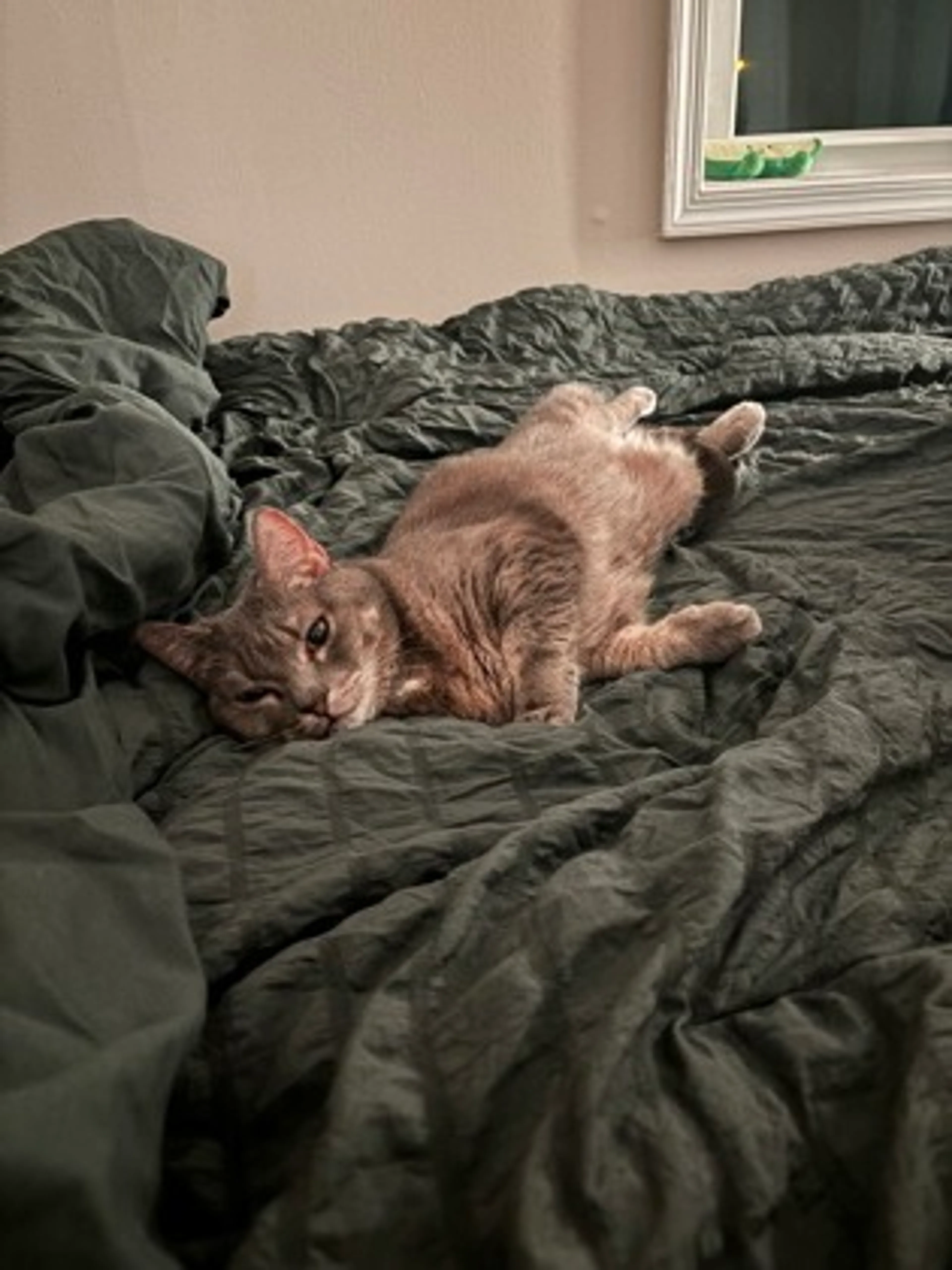 Found pet-0