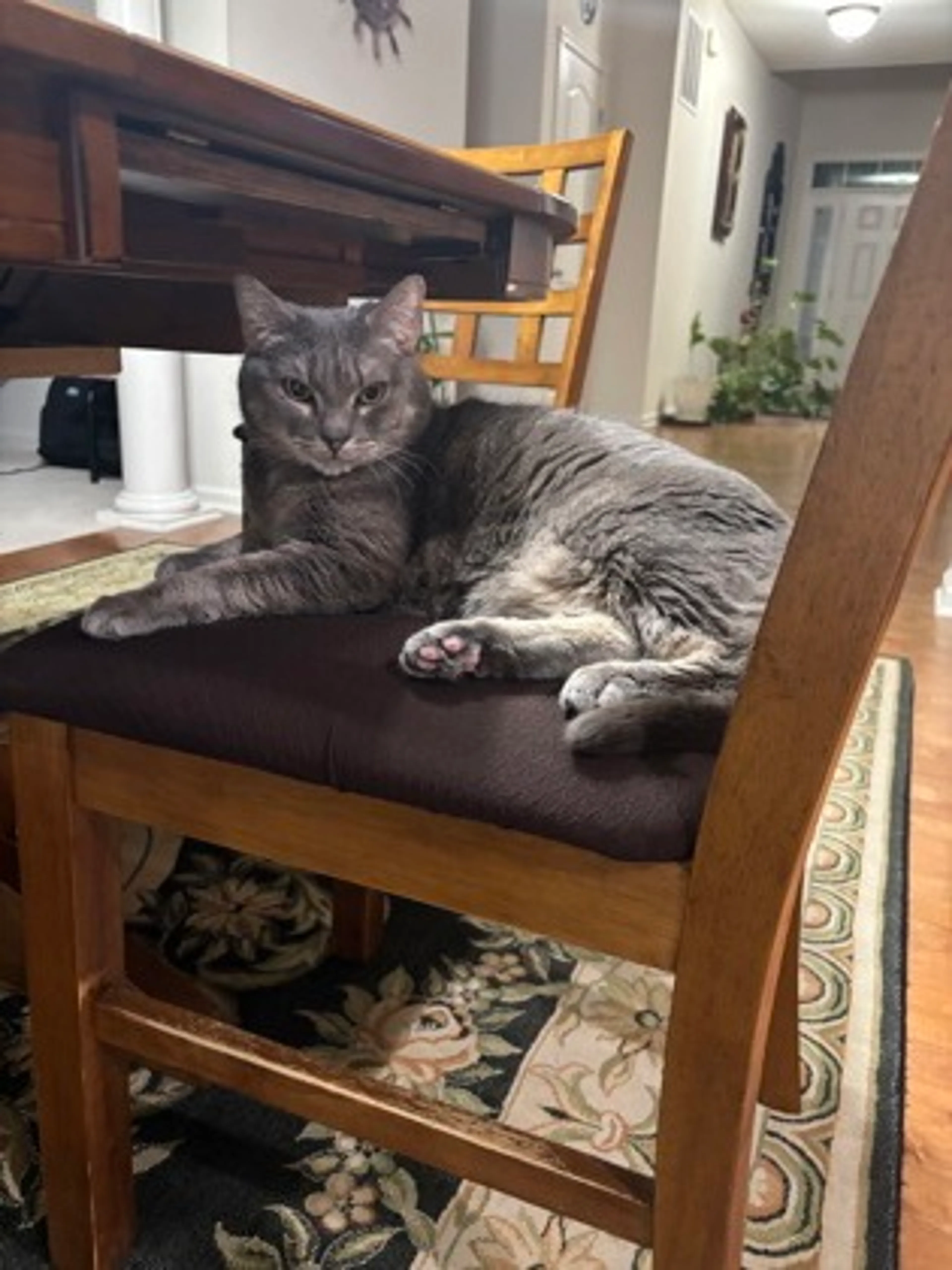 Found pet-1