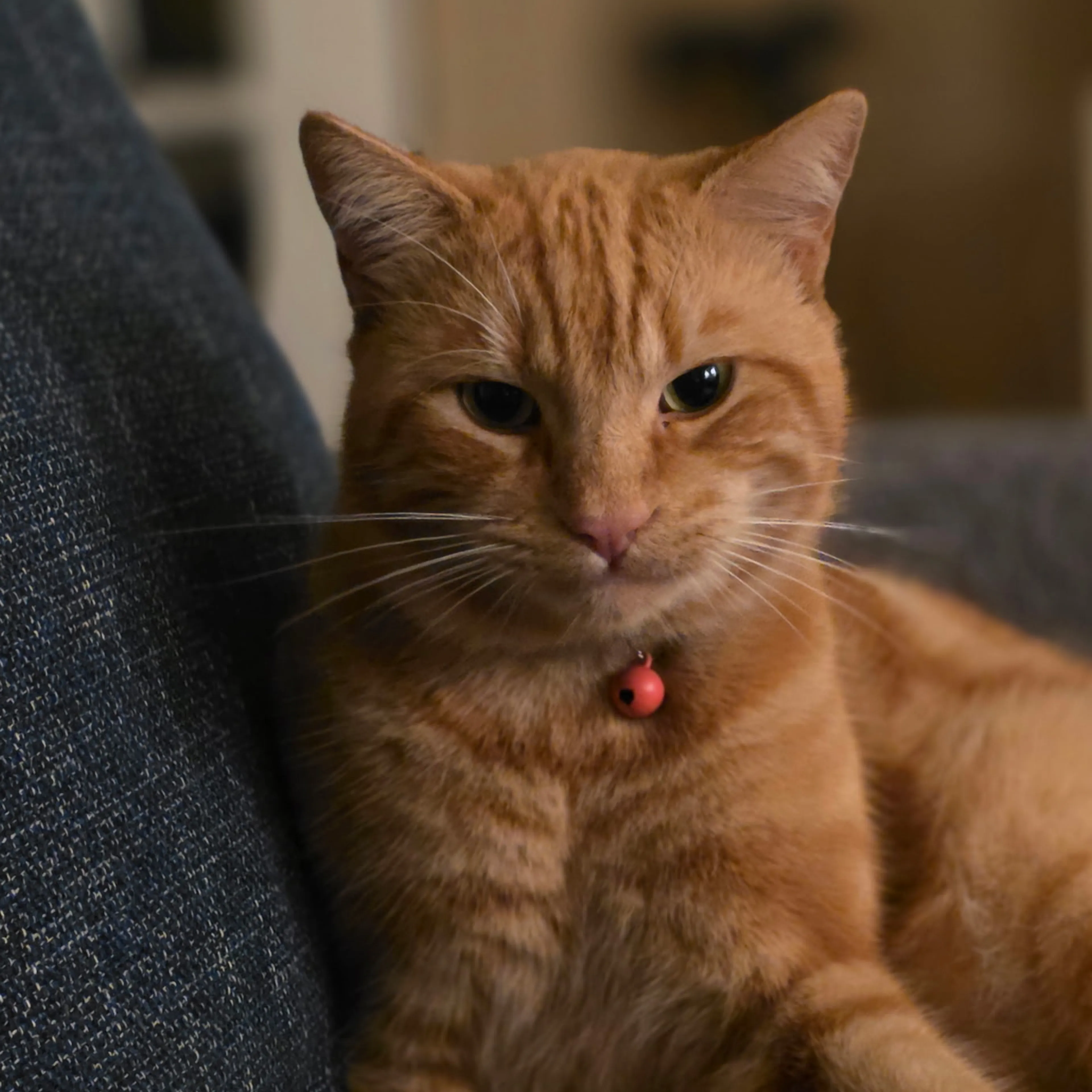Lost pet-3