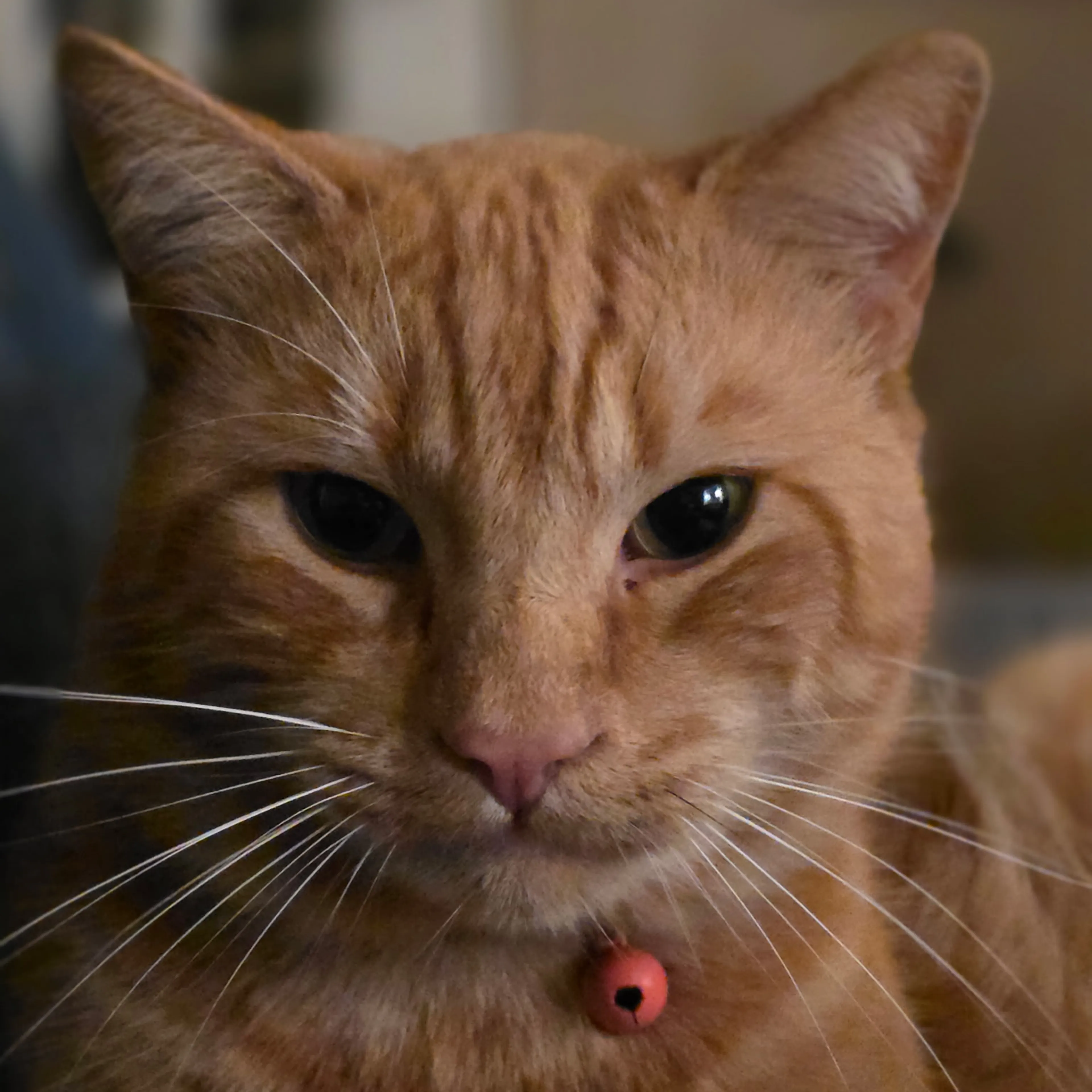 Lost pet-0