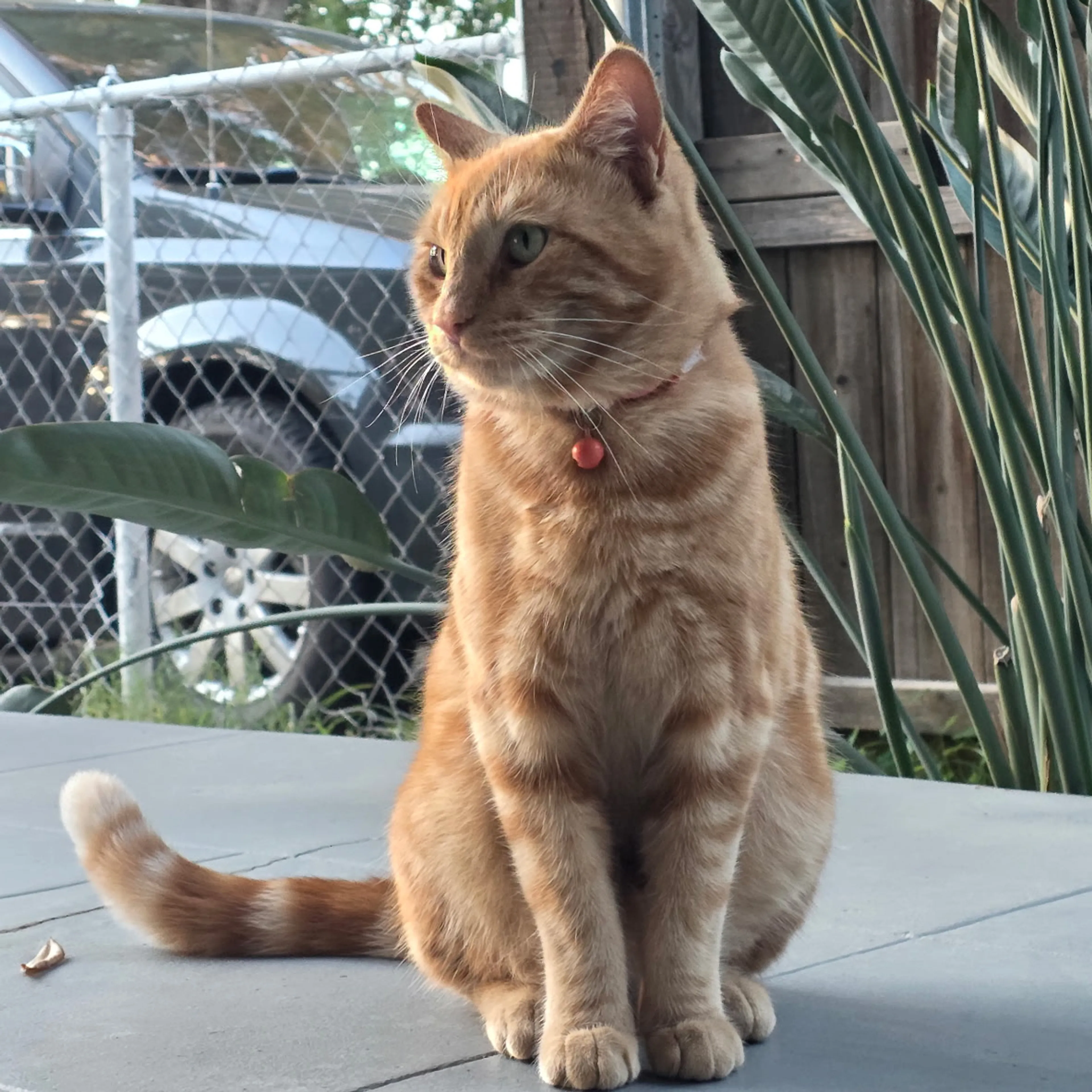 Lost pet-2