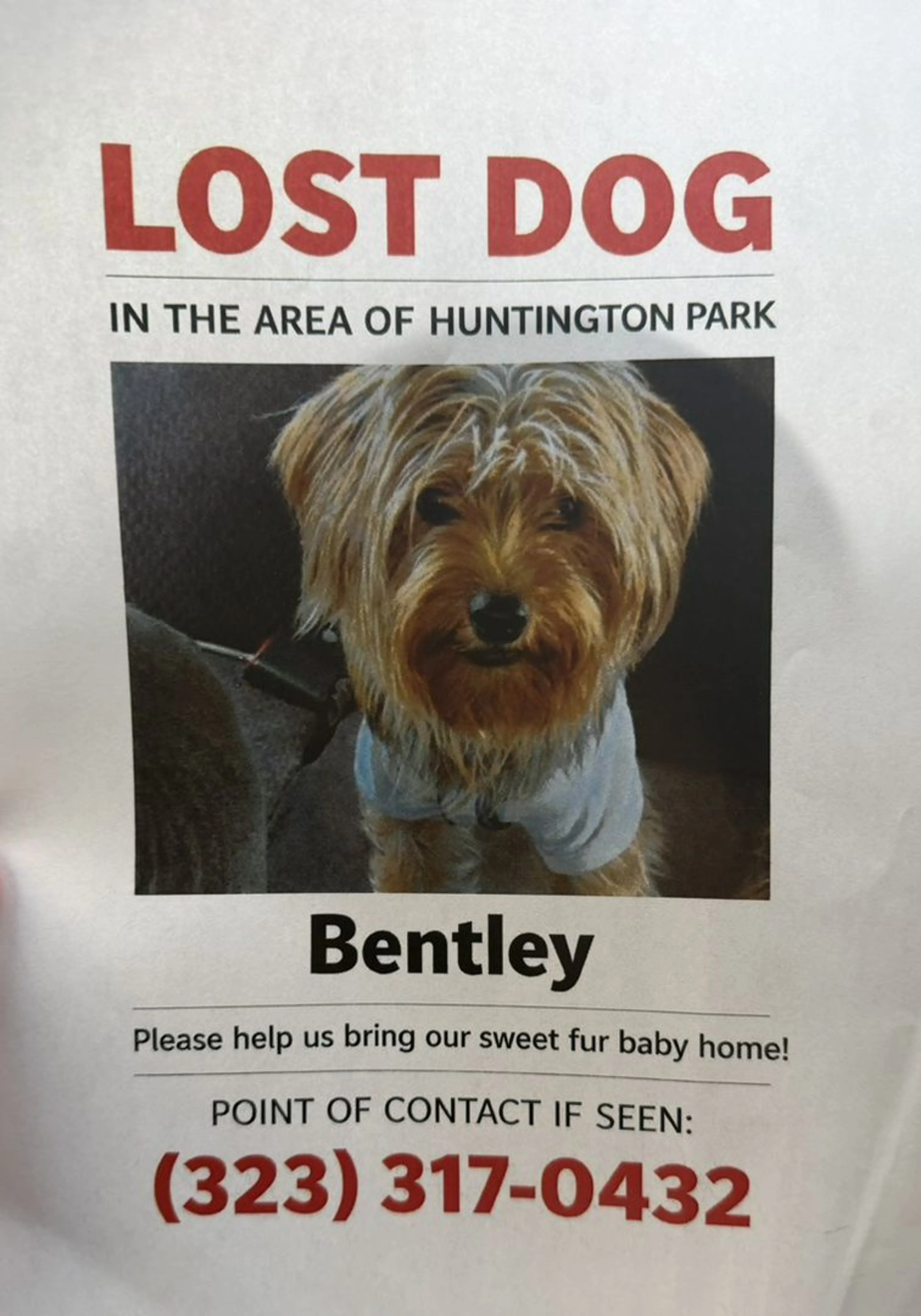 Lost pet