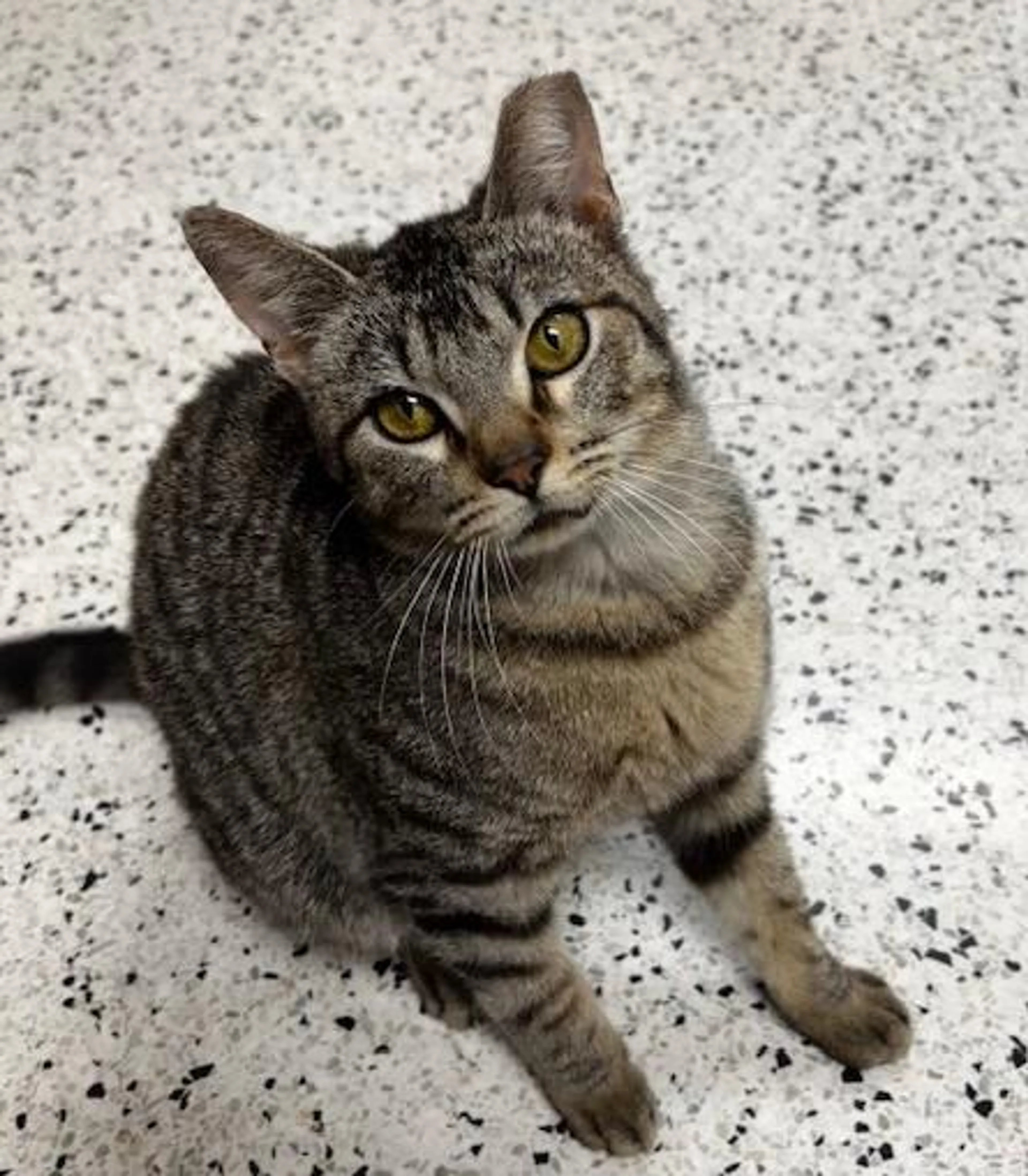 Found pet-1