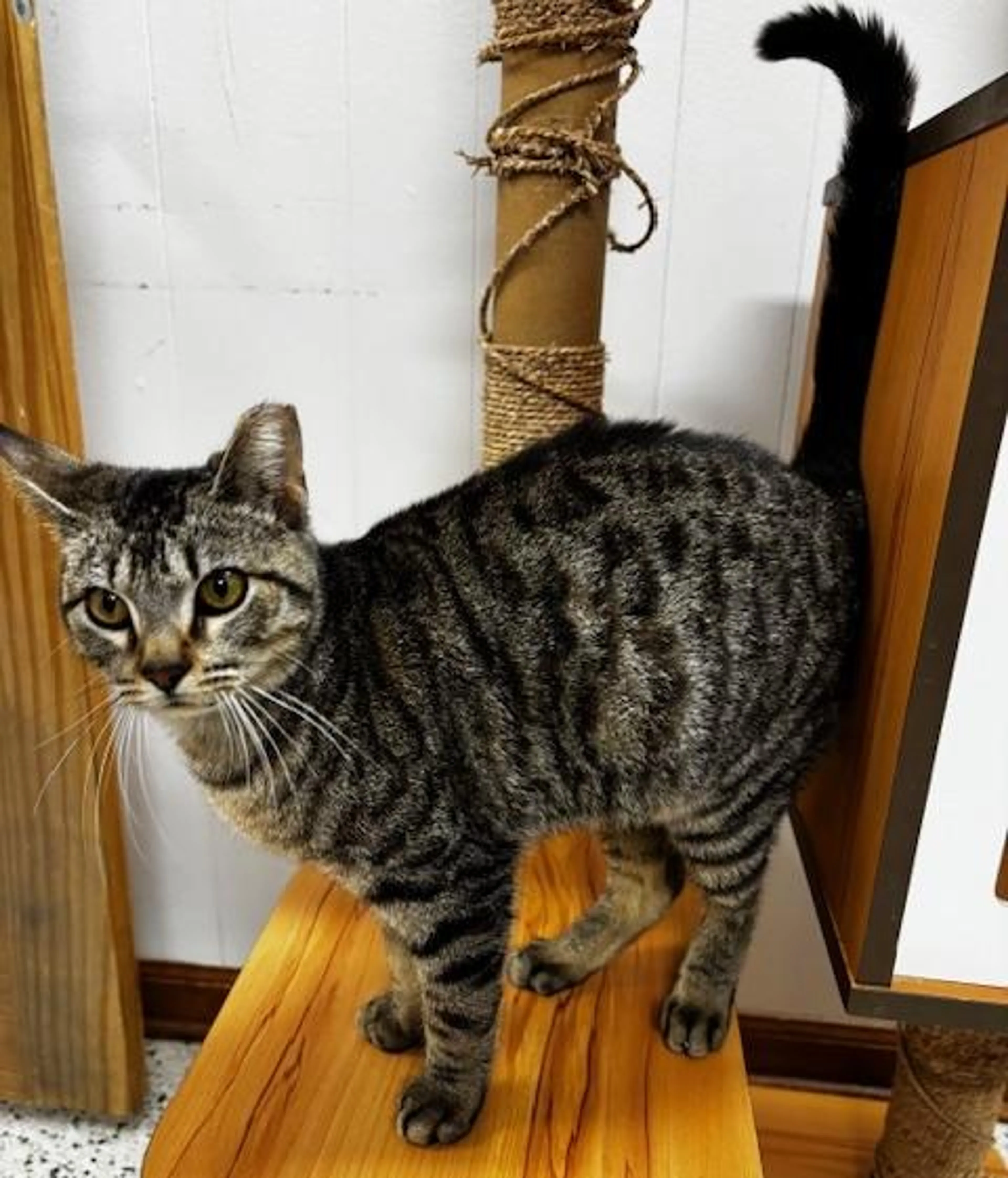 Found pet-2