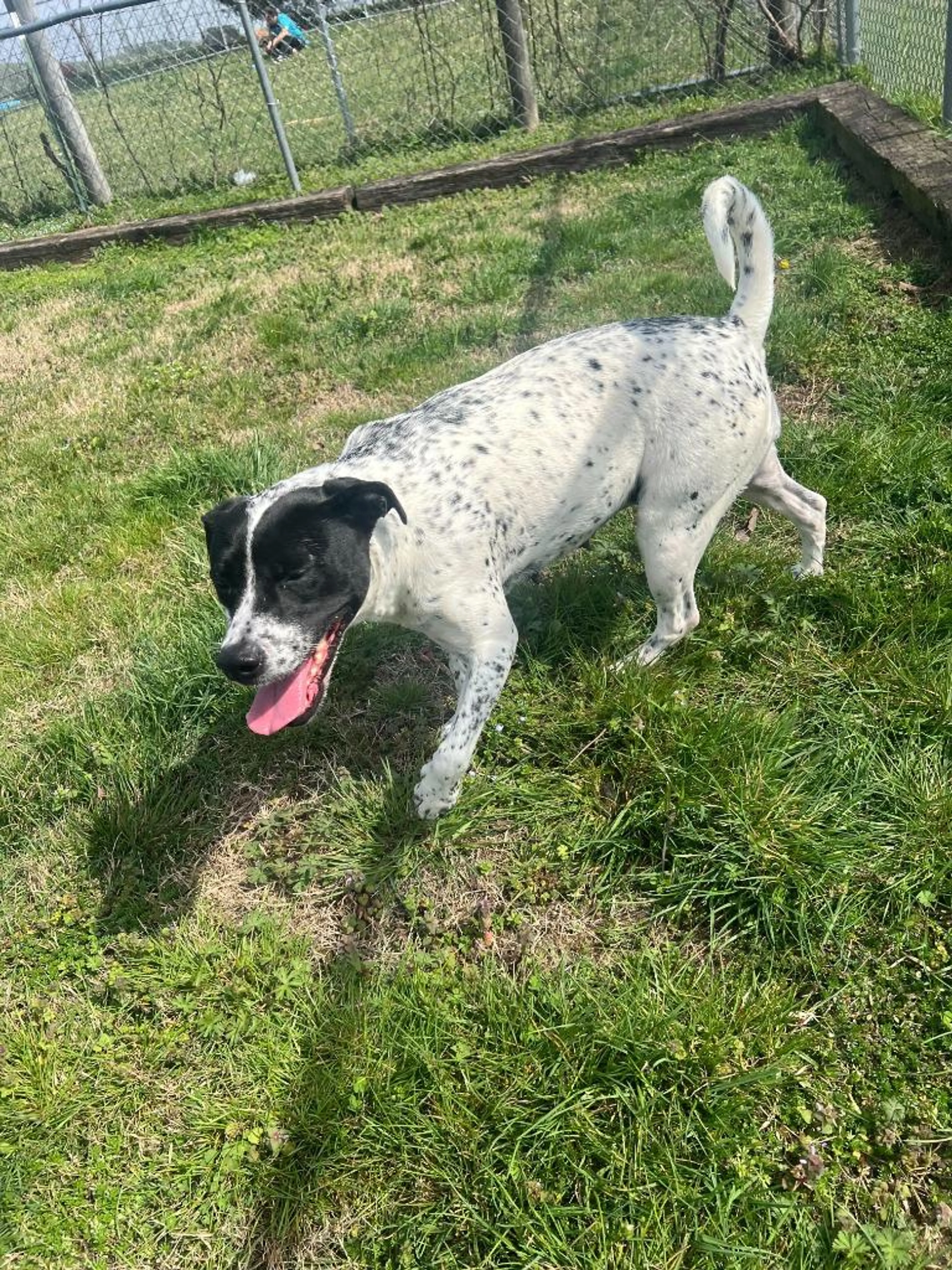 Found pet-0