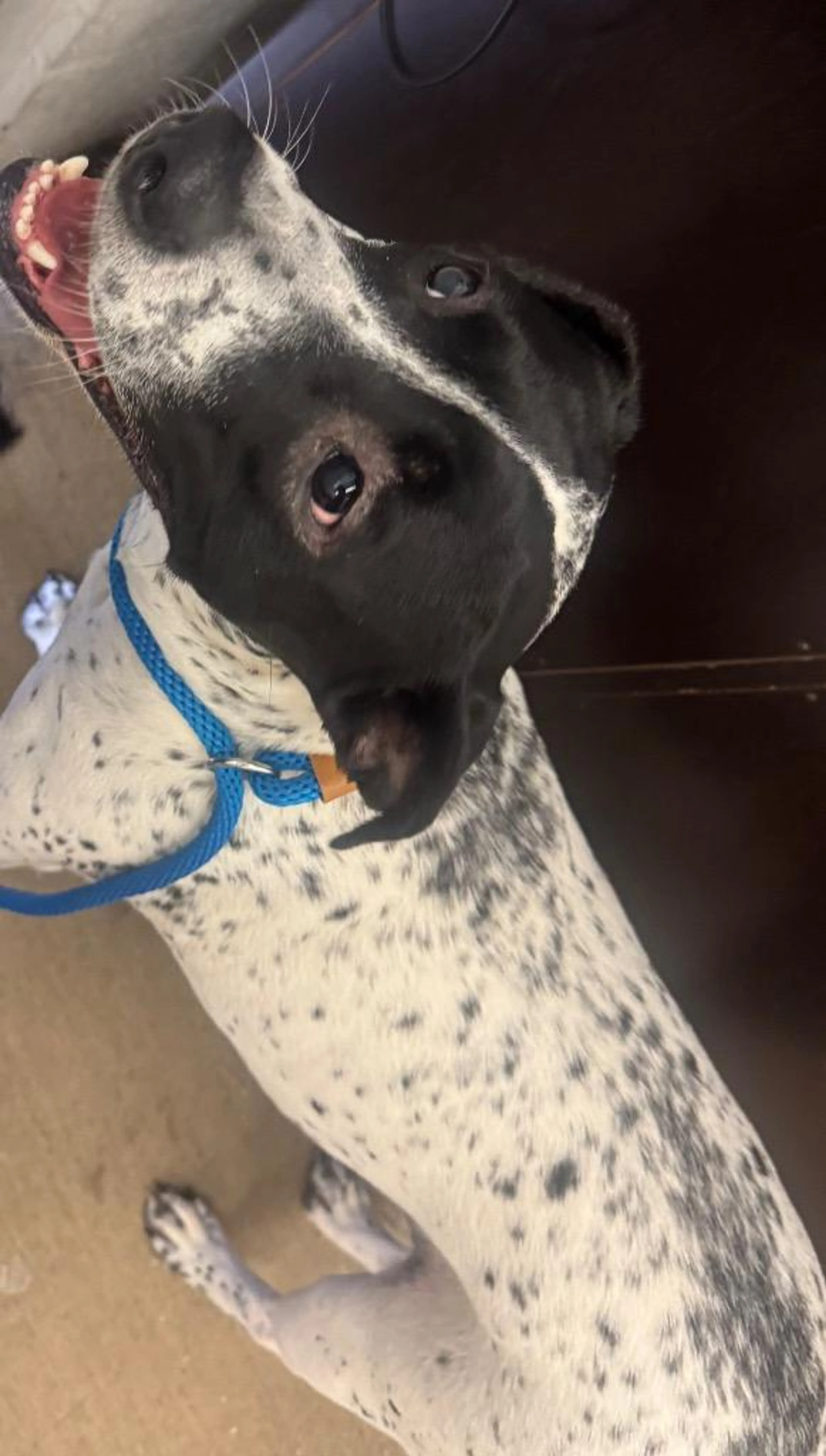 Found pet-2