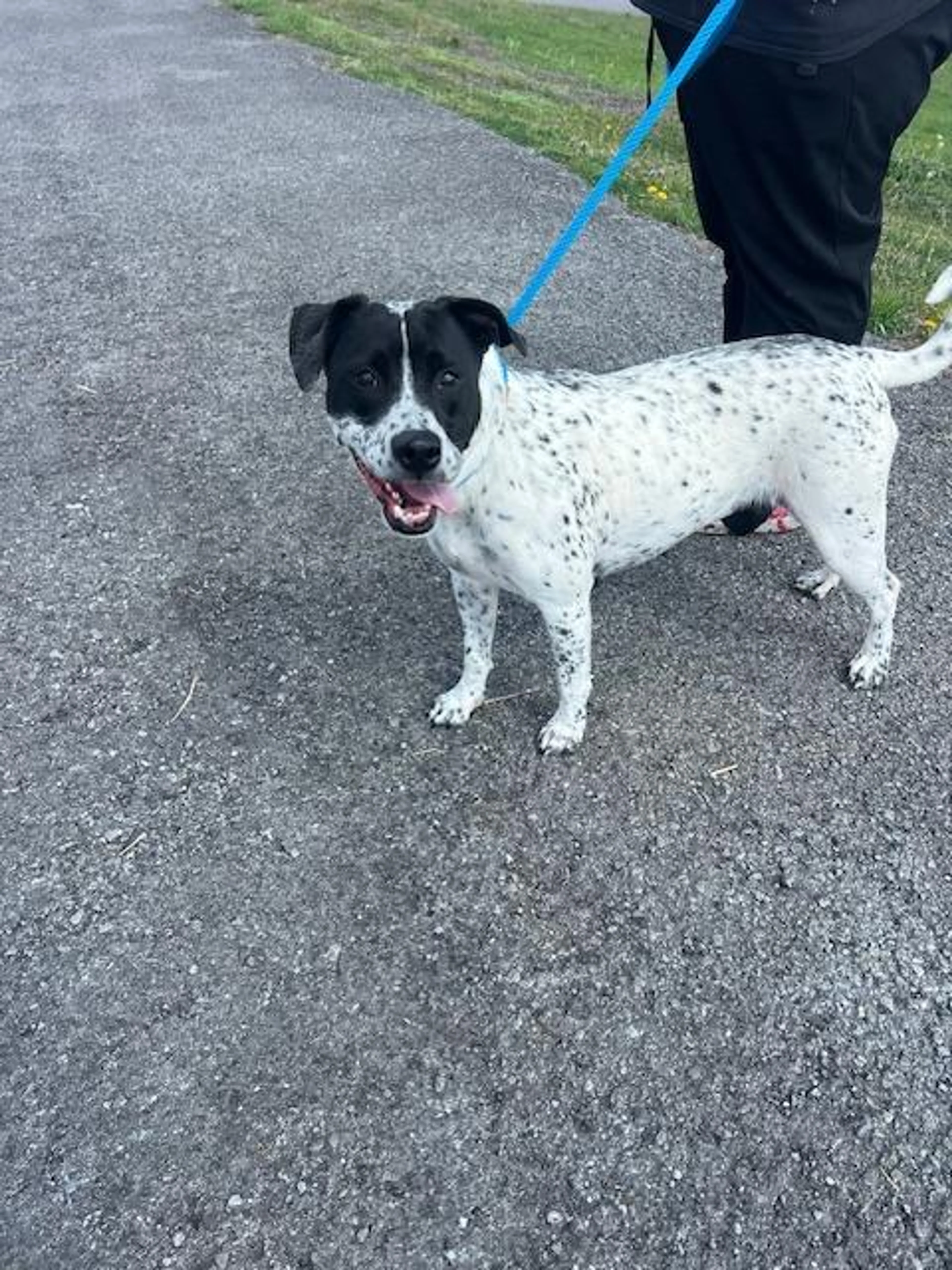 Found pet-5