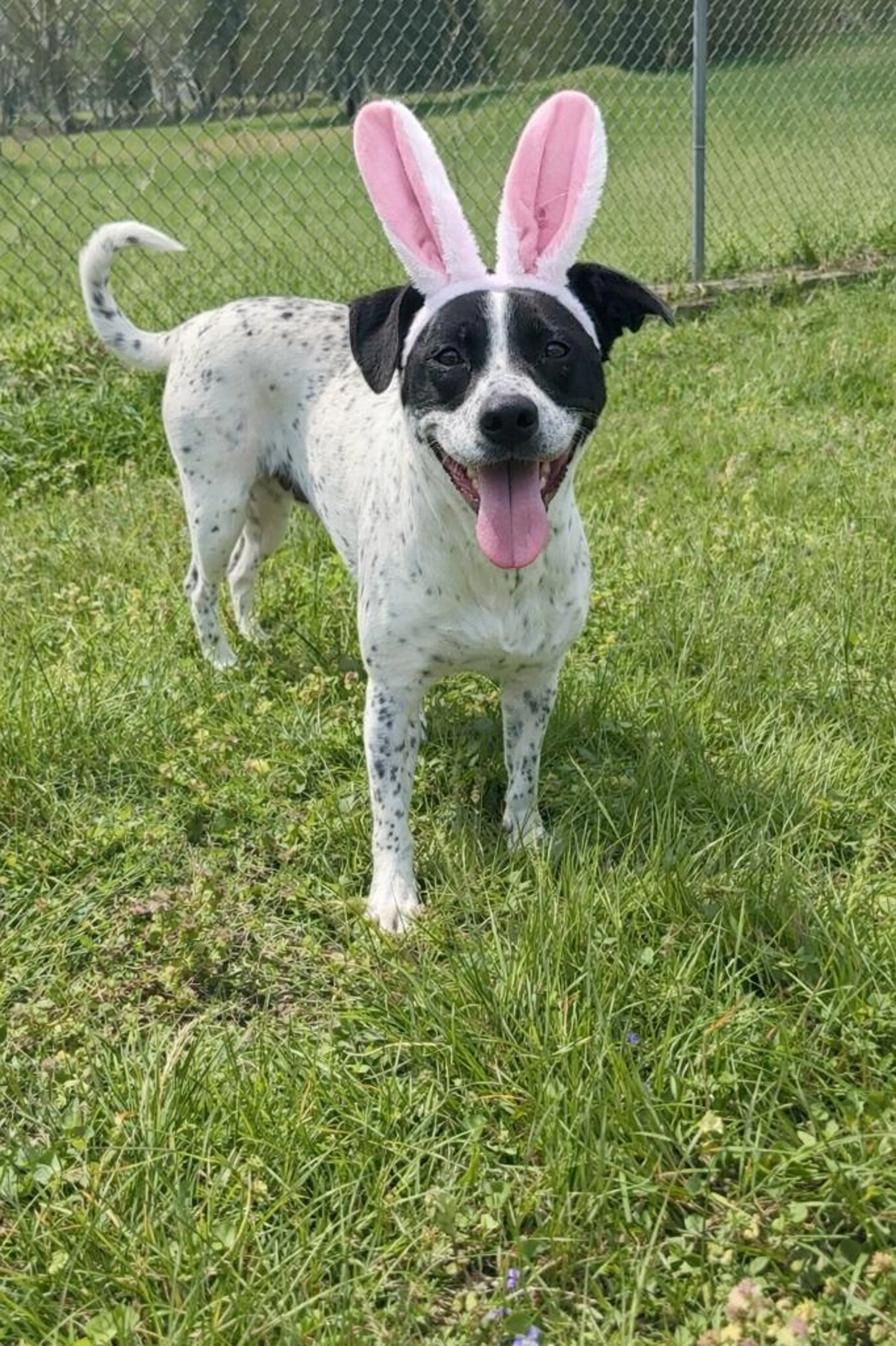 Found pet-1
