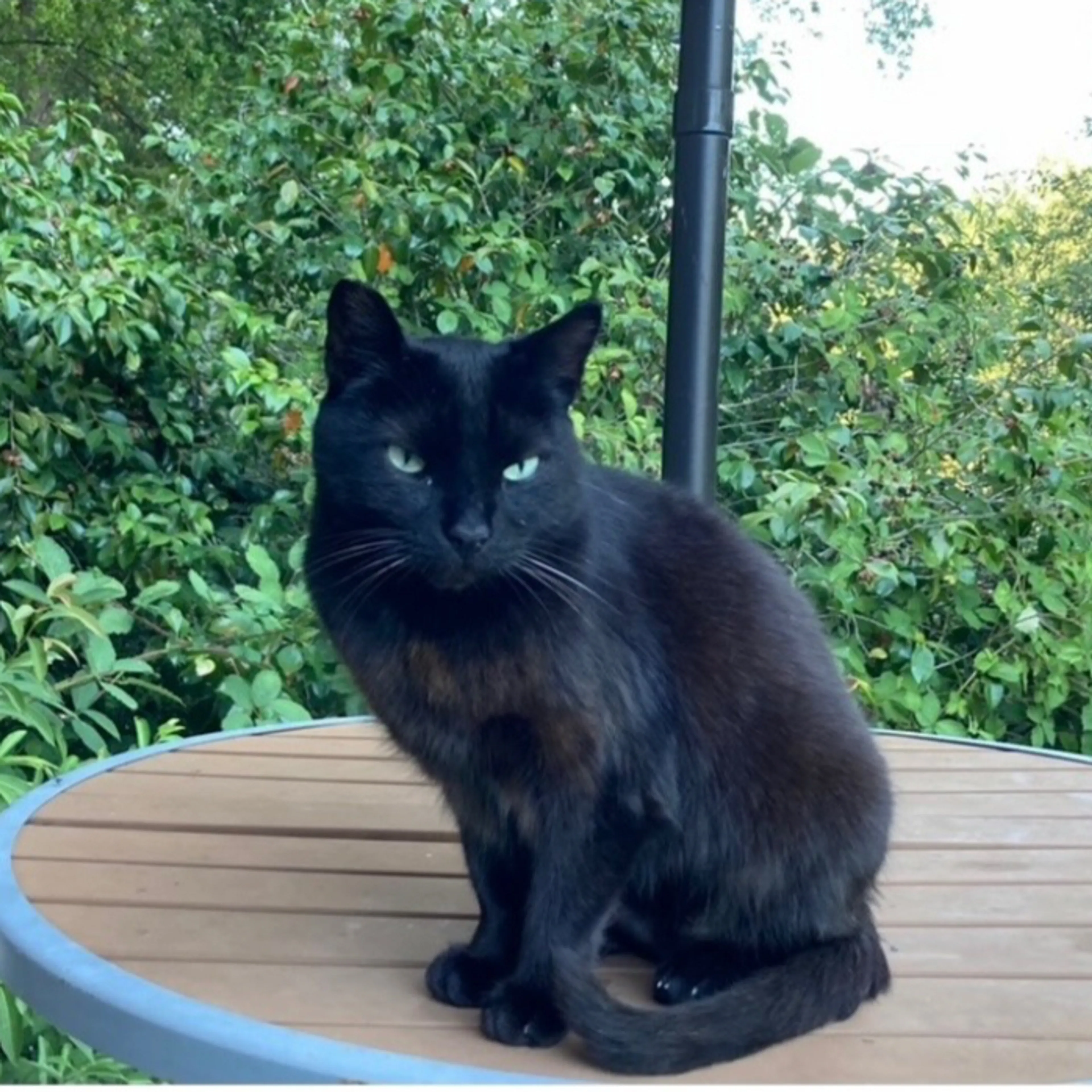 Lost pet-1