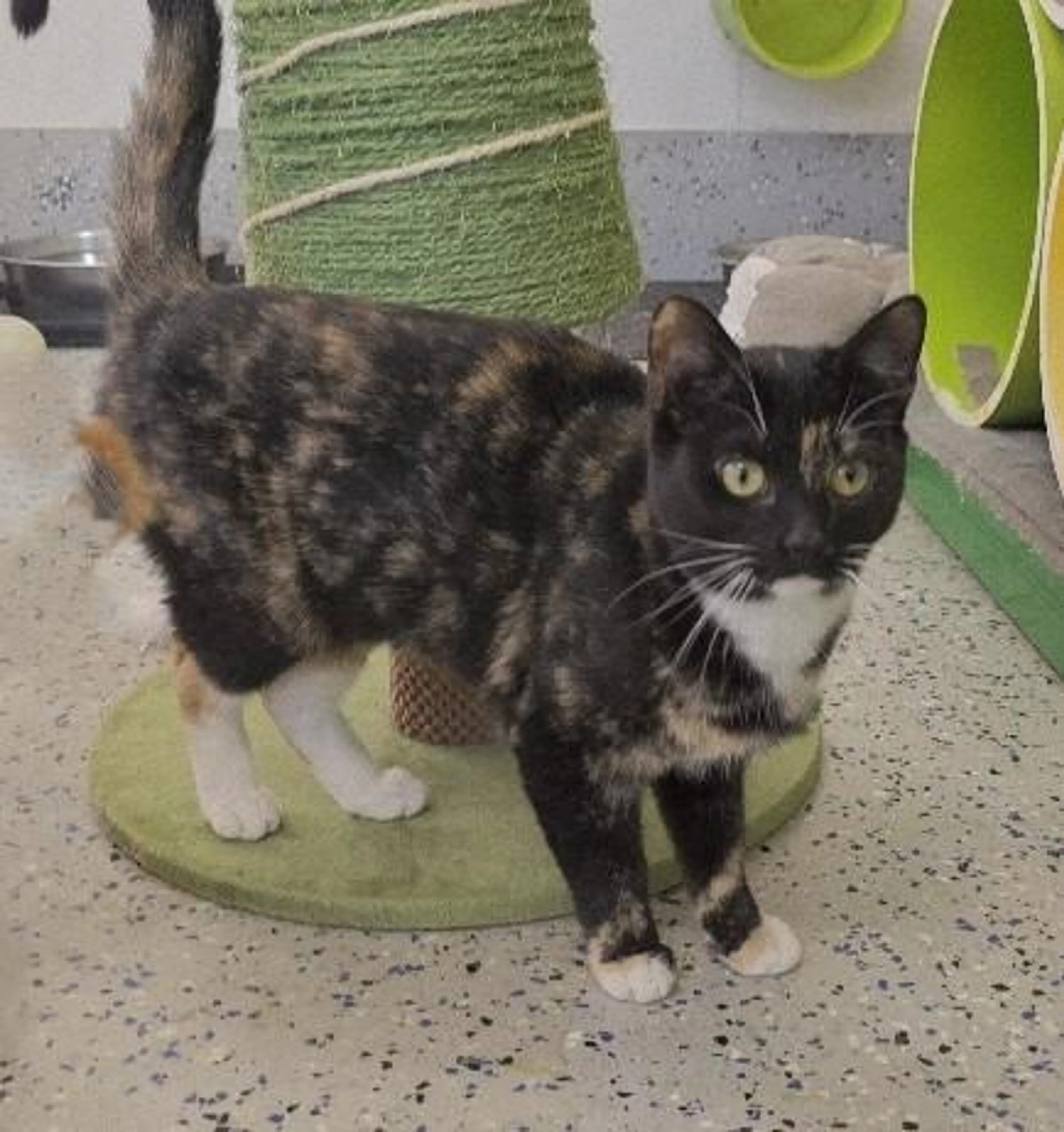 Found pet-3