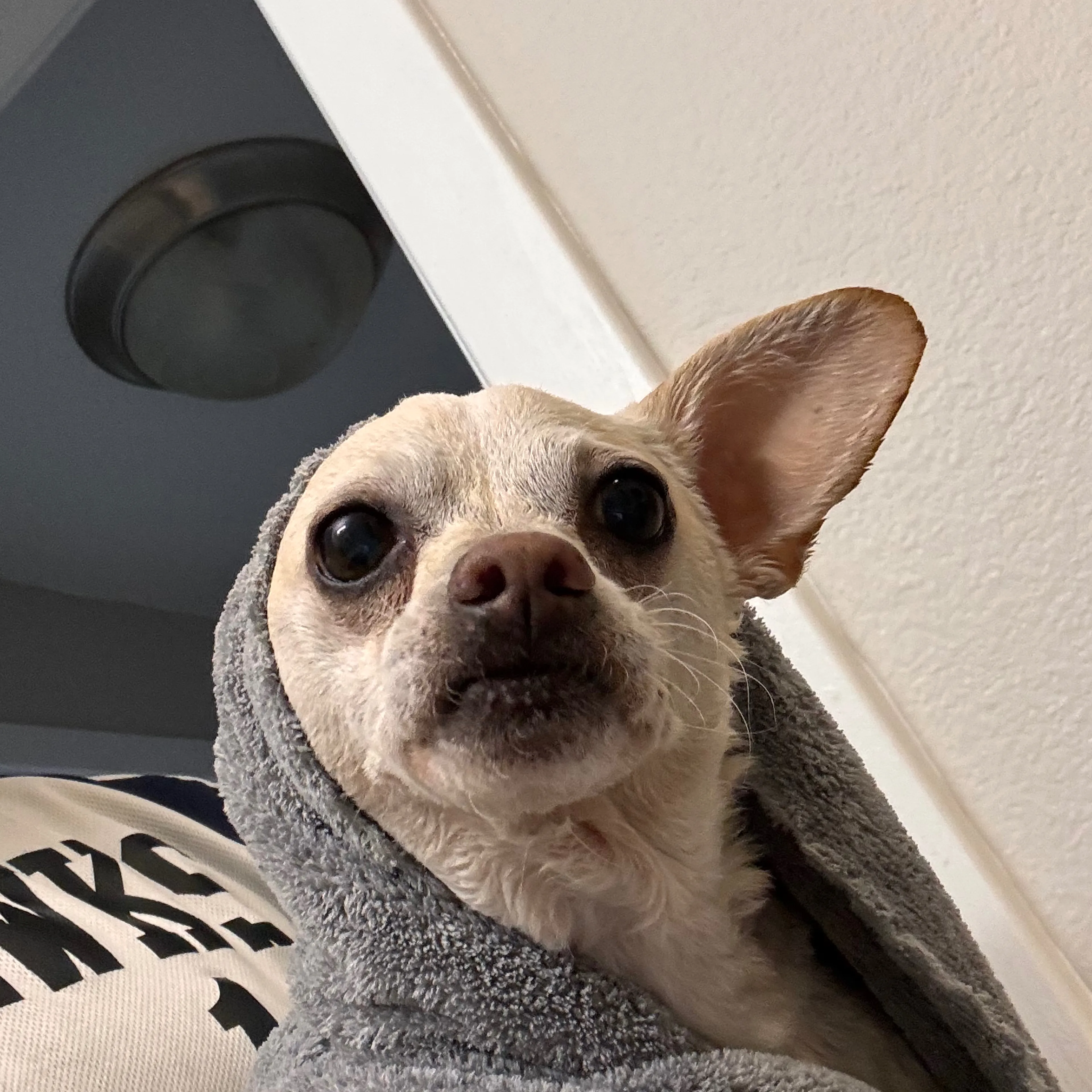 Lost pet-3